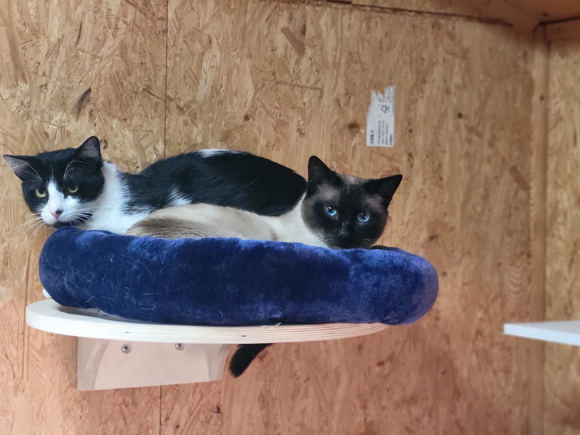 Katze Udo Zuhause gesucht Tierheim Hoffnung für Tiere