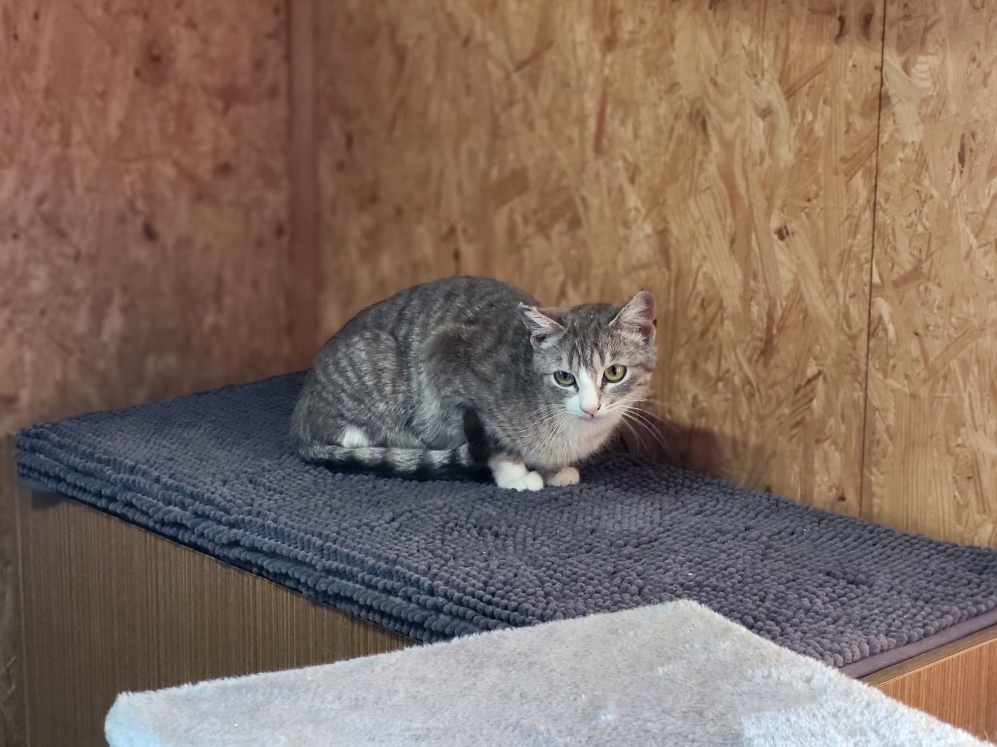 Katze Jacqueline Zuhause gesucht Tierheim