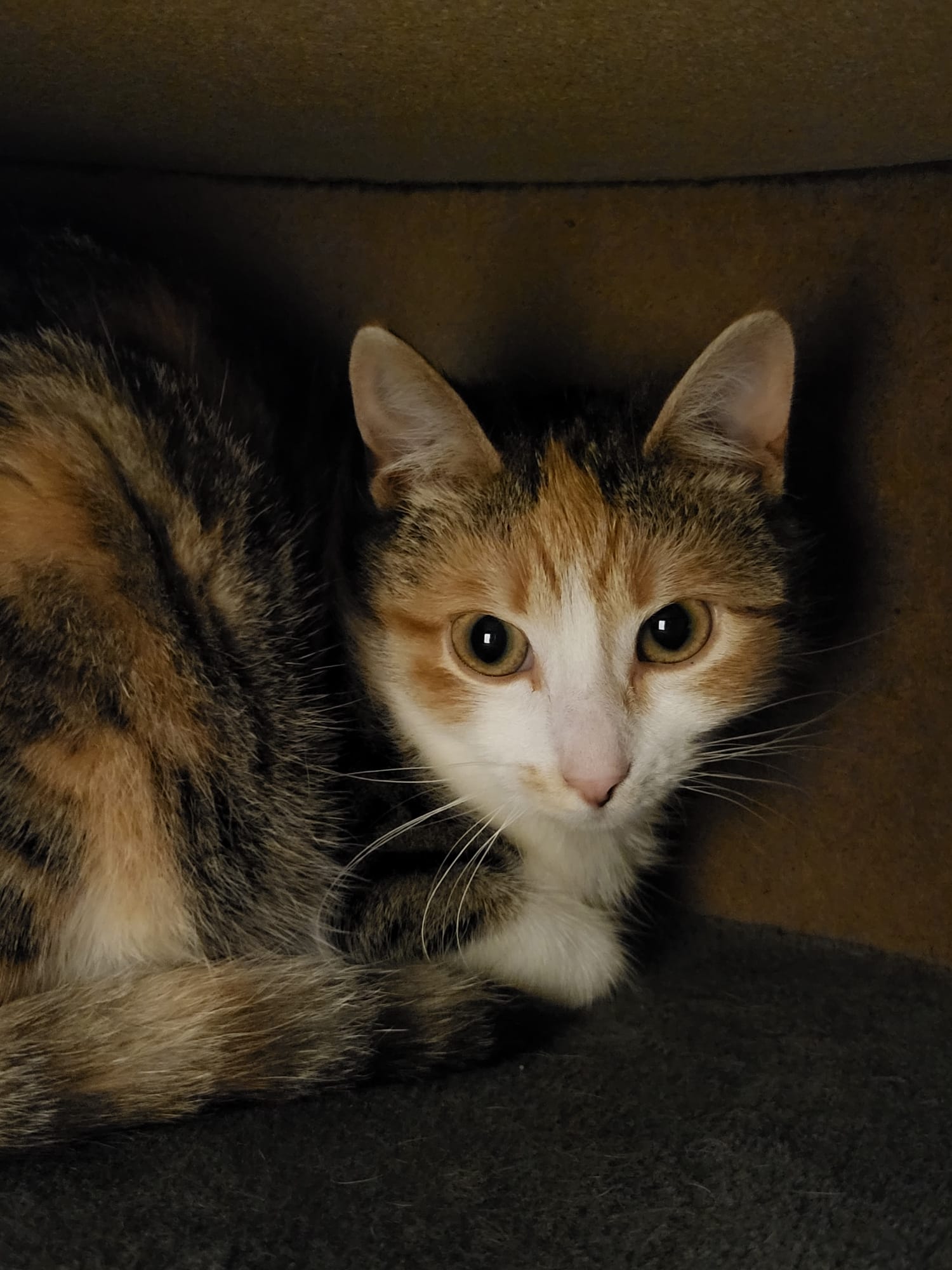 Katze Anita Zuhause gesucht Tierheim Tierhoffnung