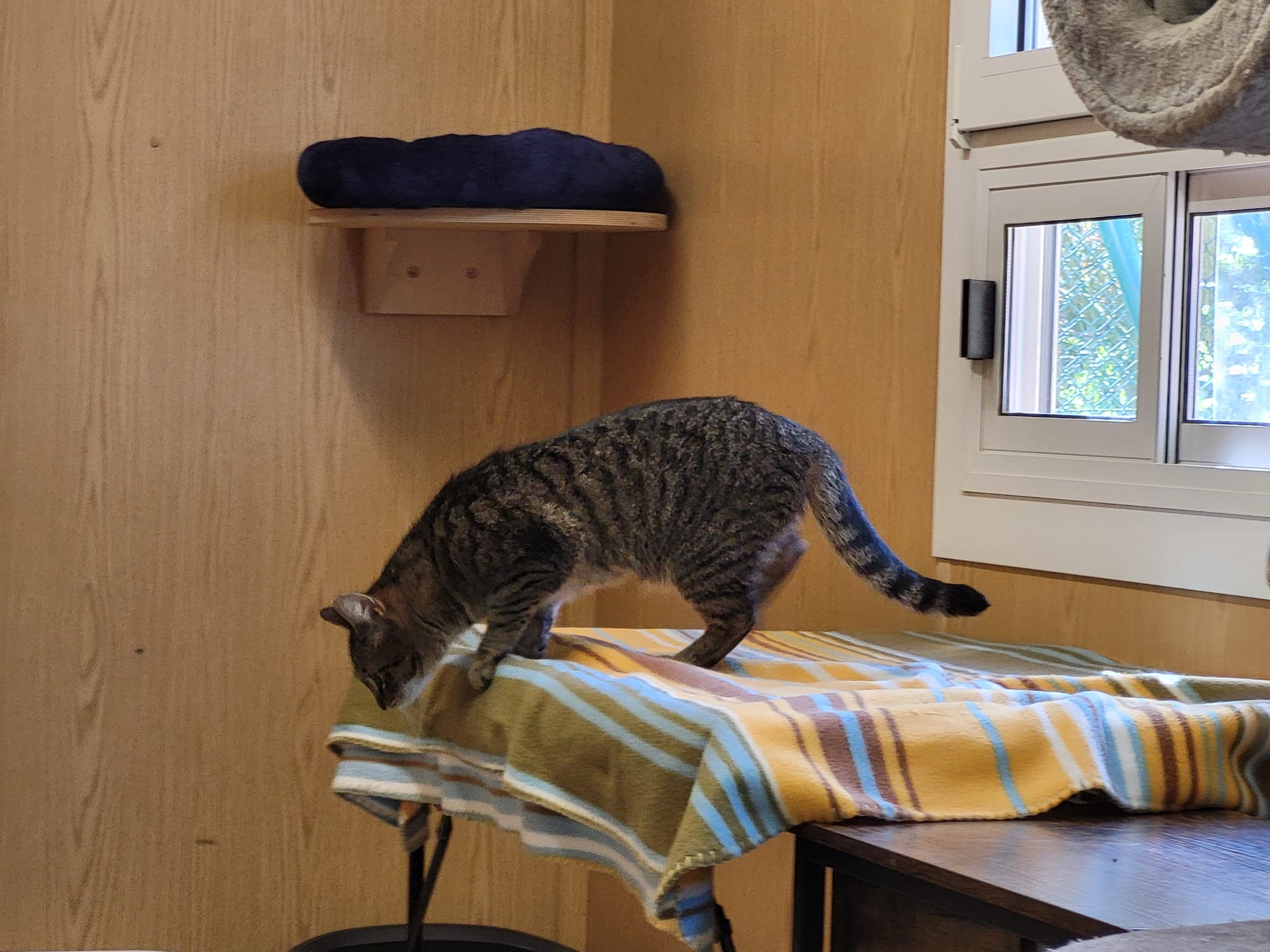 Katze Joline Zuhause gesucht Tierheim Tierhoffnung