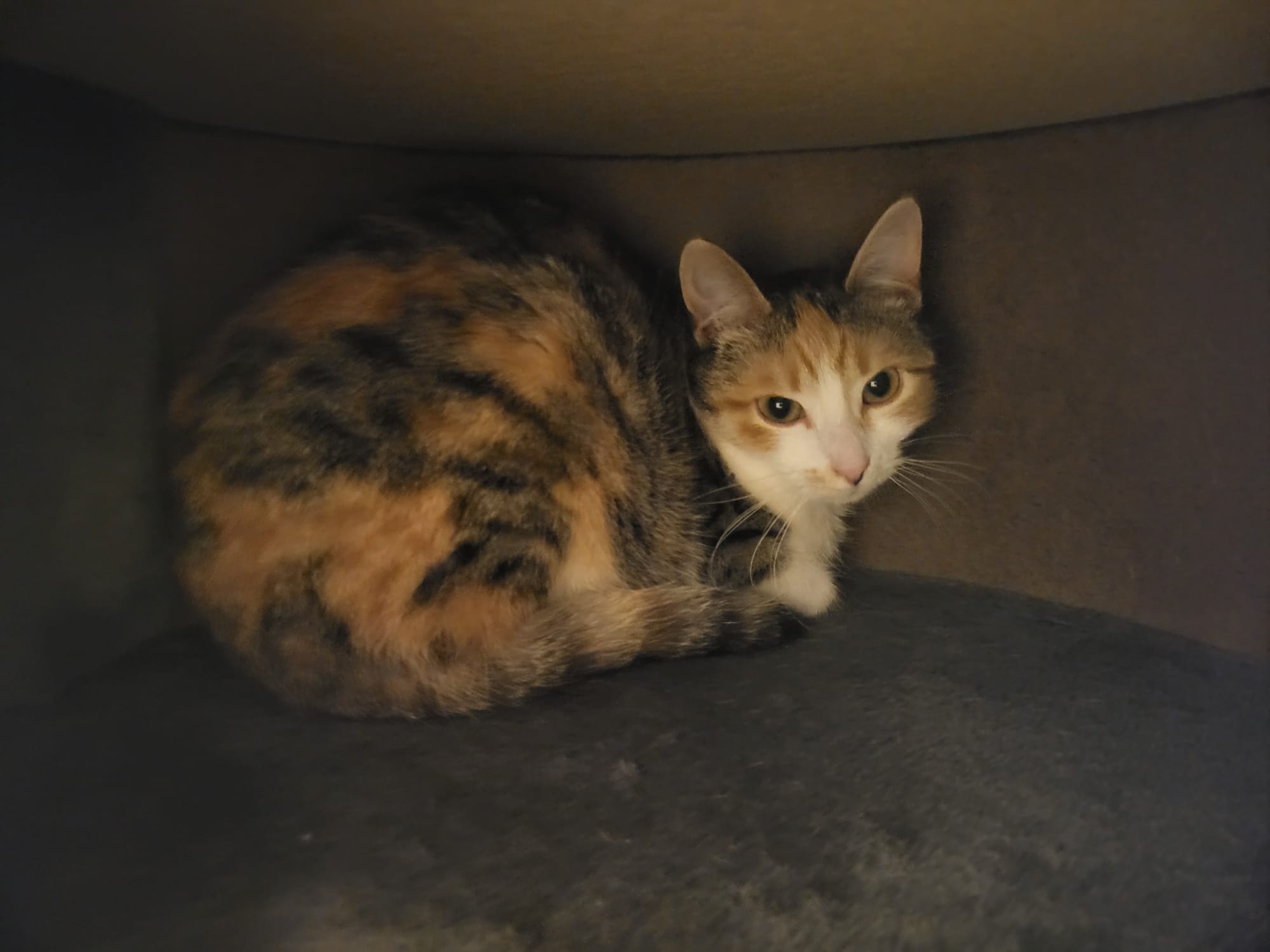 Katze Anita Zuhause gesucht Tierheim Tierhoffnung