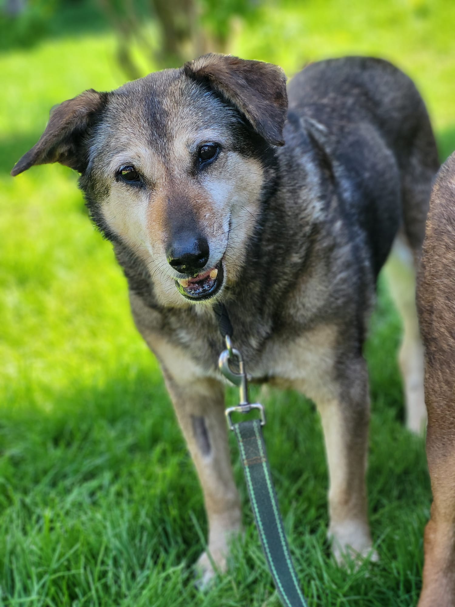 Hund Gizi Hund Gizi Zuhause gesucht Tierheim Hoffnung für Tiere
