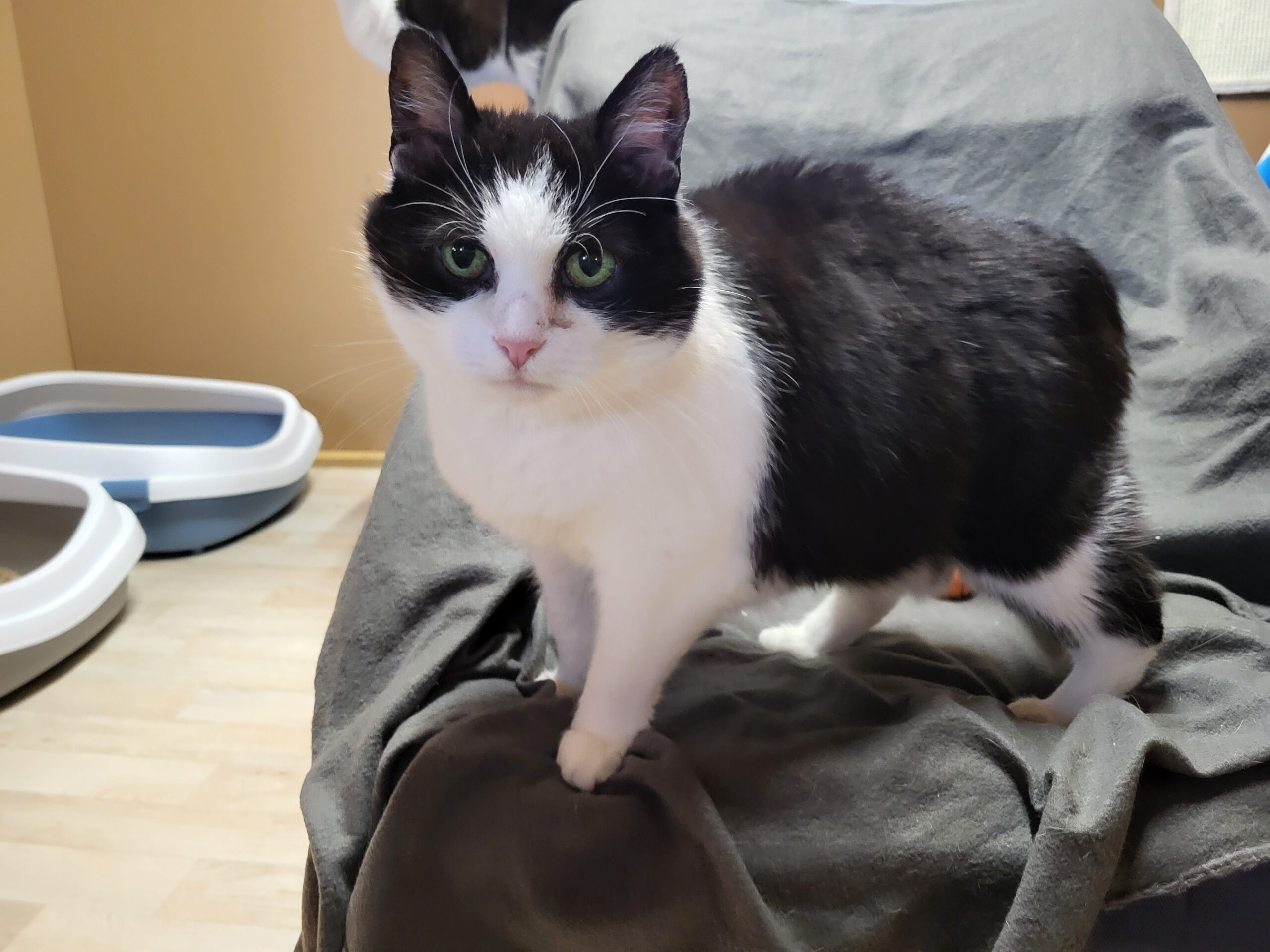 Sprotte