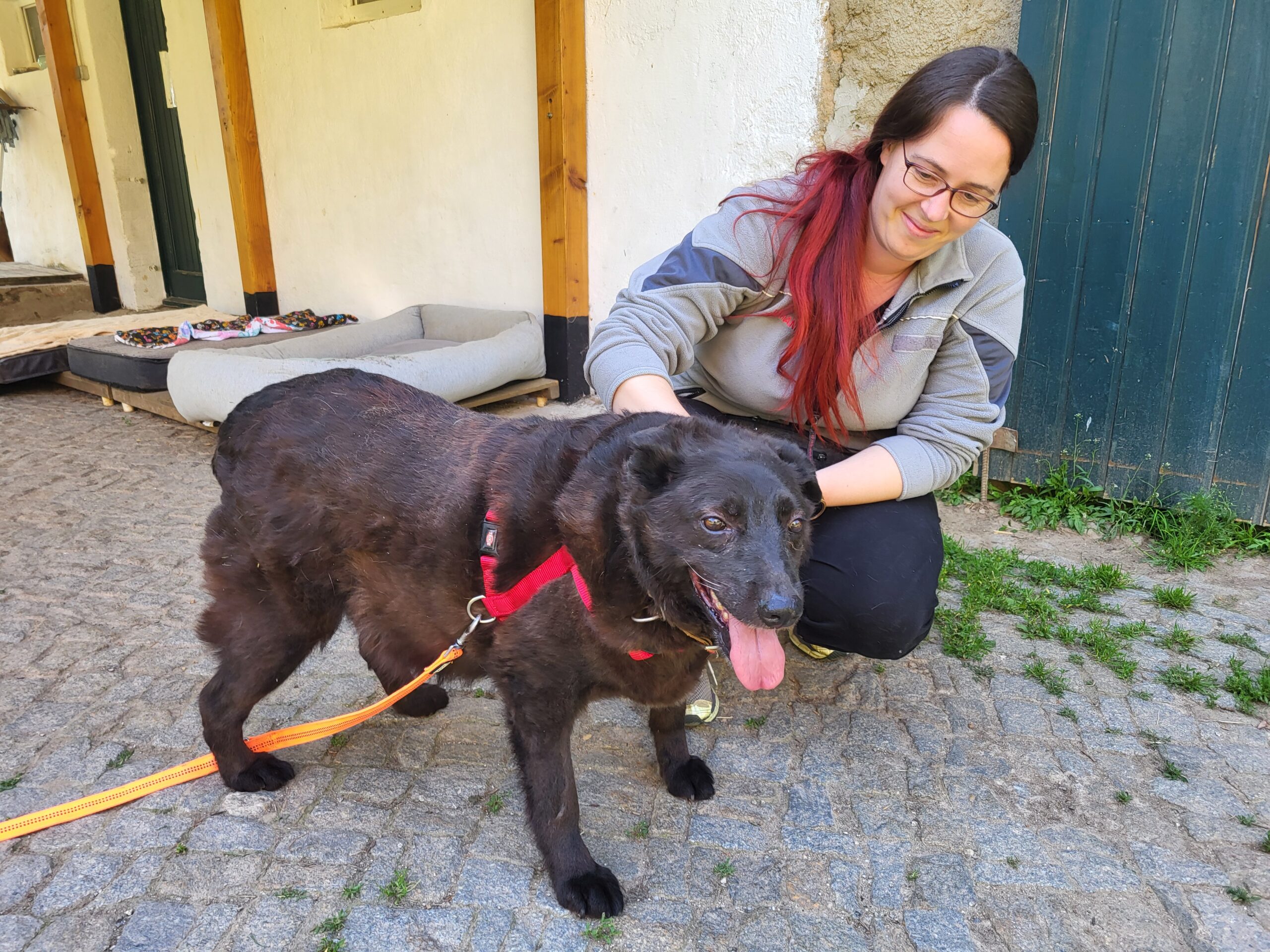 Hund Xox Zuhause gesucht Tierheim Hoffnung für Tiere