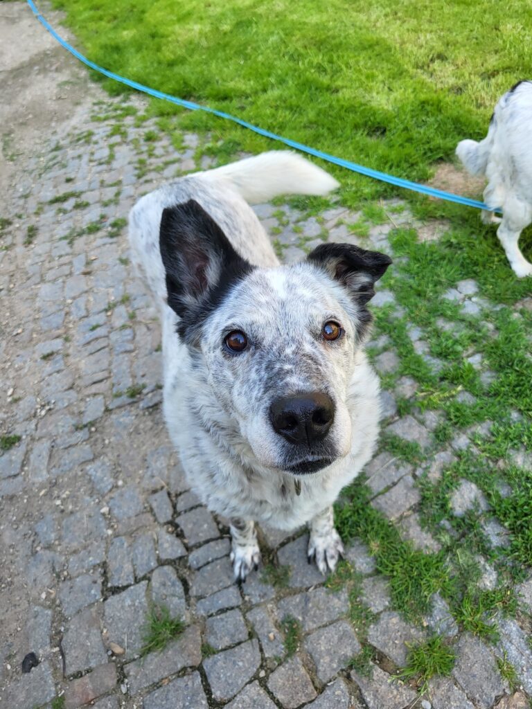 Hund Lorena Zuhause gesucht Tierheim Tierhoffnung