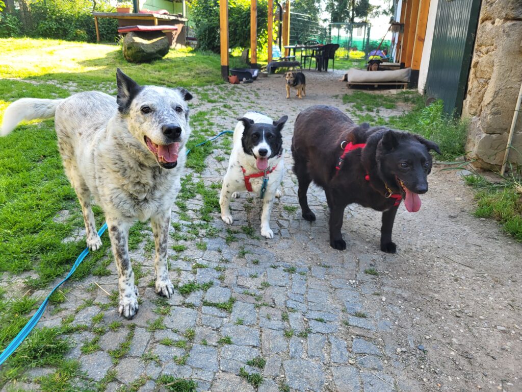 Hund Lorena Zuhause gesucht Tierheim