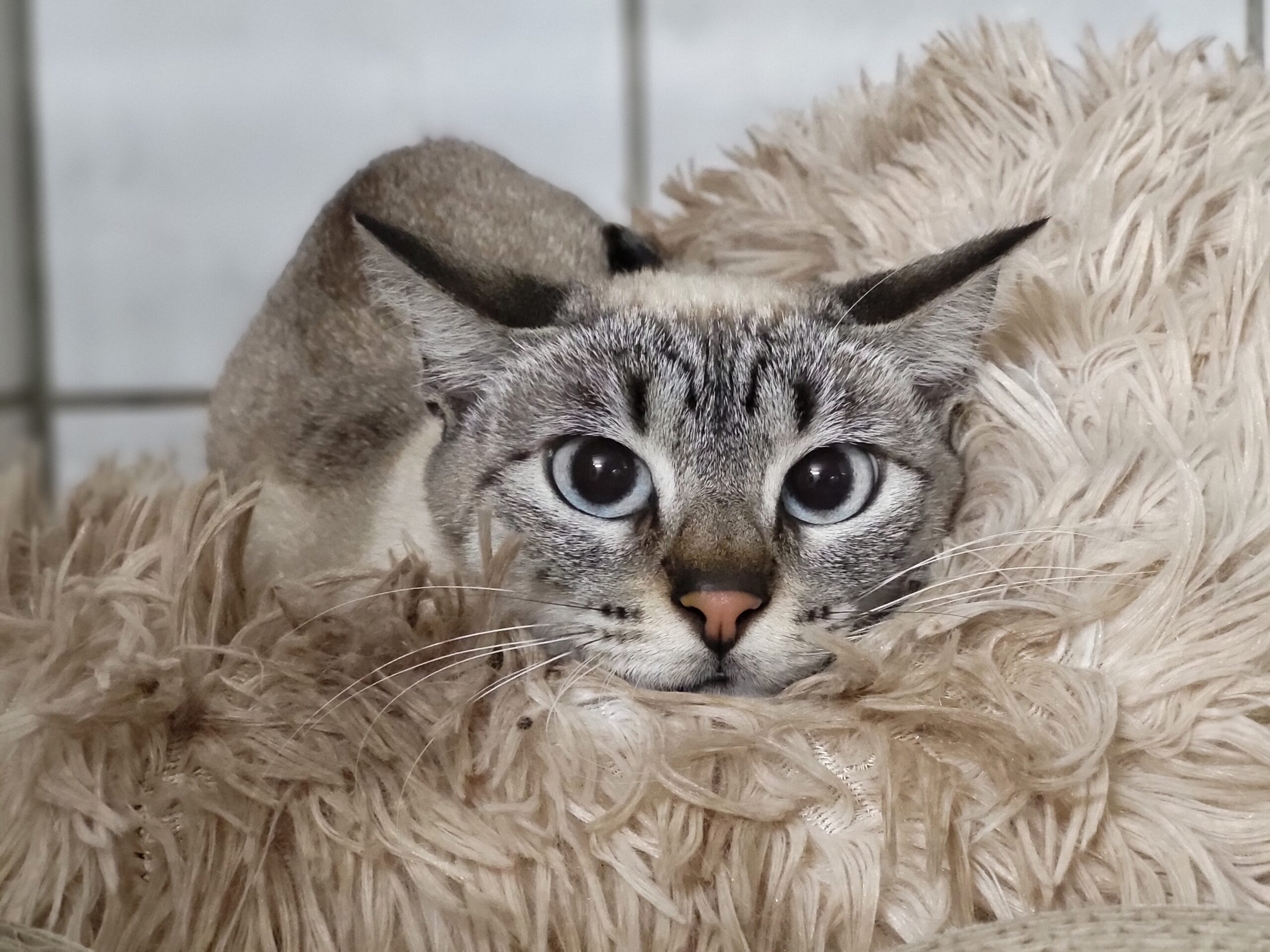 Katze Andorra Zuhause gesucht Tierheim Hoffnung für Tiere