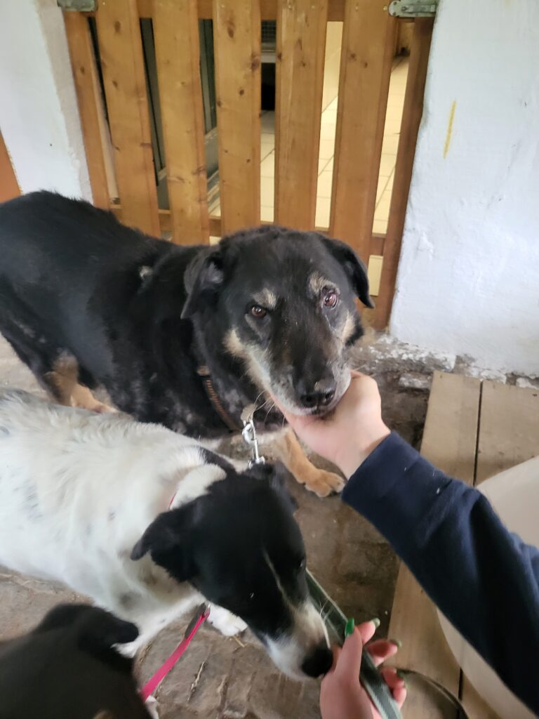Hund Simba Zuhause gesucht Tierheim Tierhoffnung