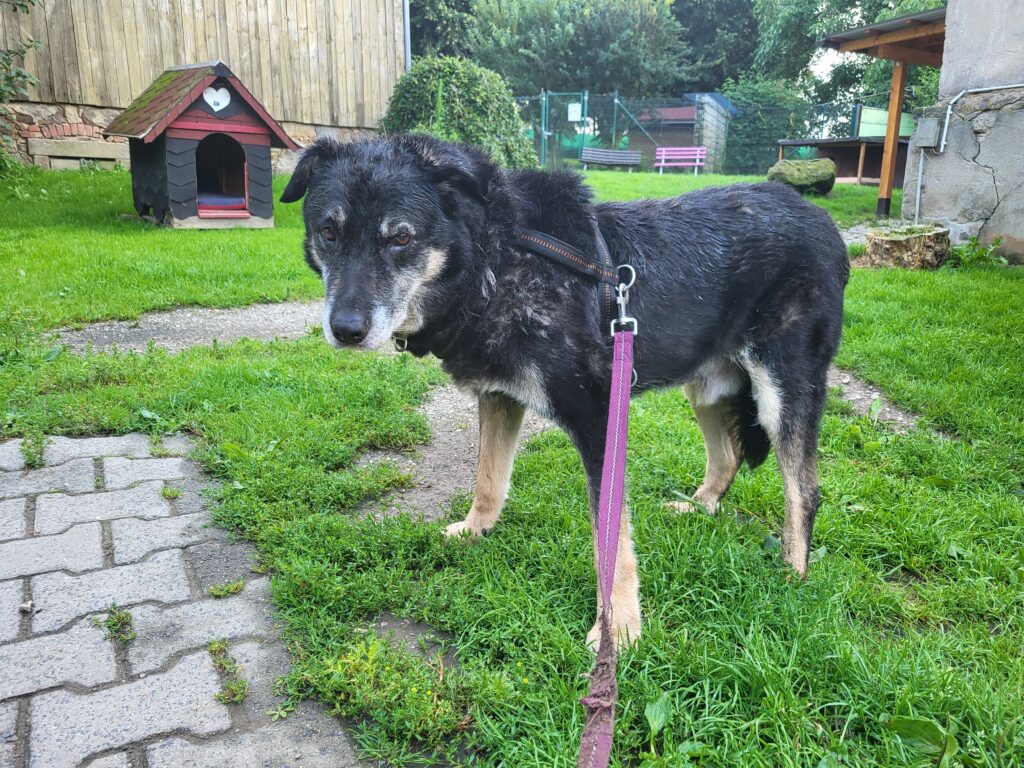 Hund Simba Zuhause gesucht Tierheim Tierhoffnung