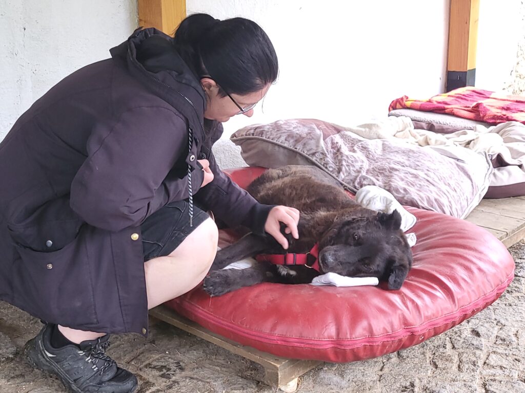 Hund Xox Zuhause gesucht Tierheim Hoffnung für Tiere