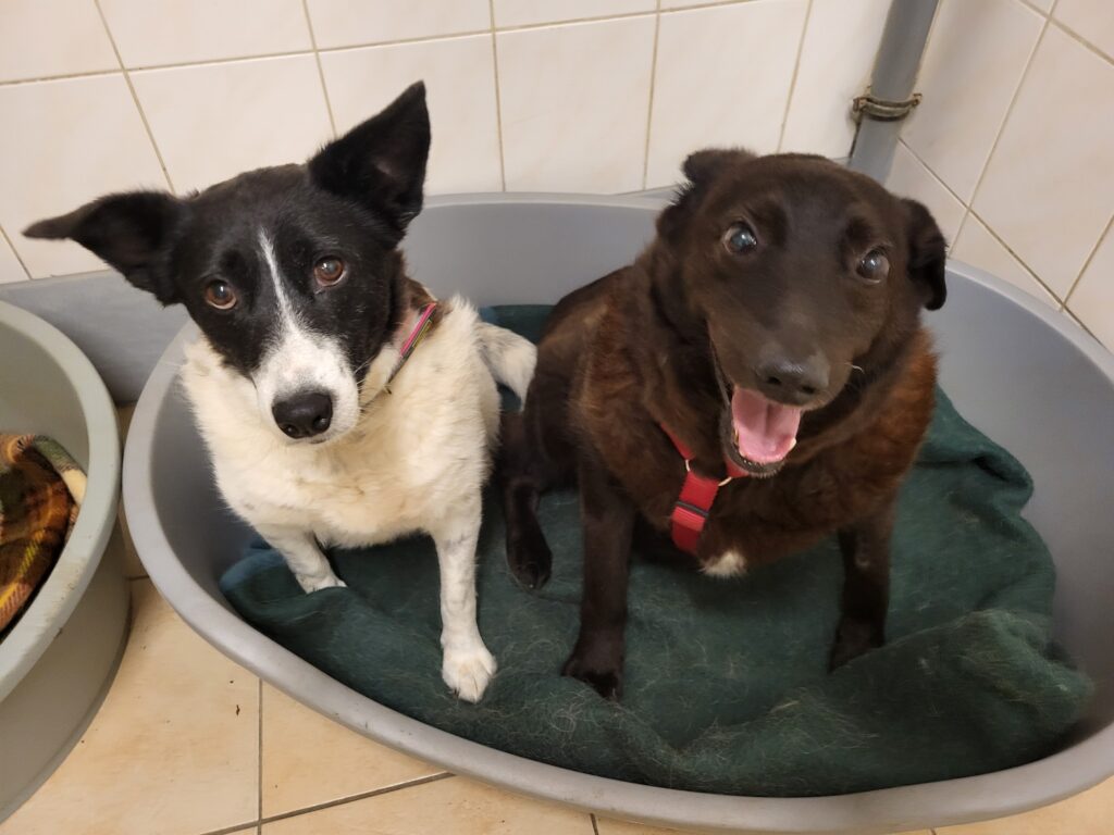 Hund Xox Zuhause gesucht Tierheim Hoffnung für Tiere