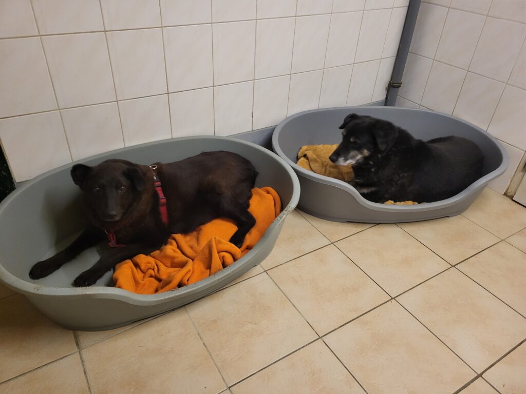 Hund Xox Zuhause gesucht Tierheim Hoffnung für Tiere