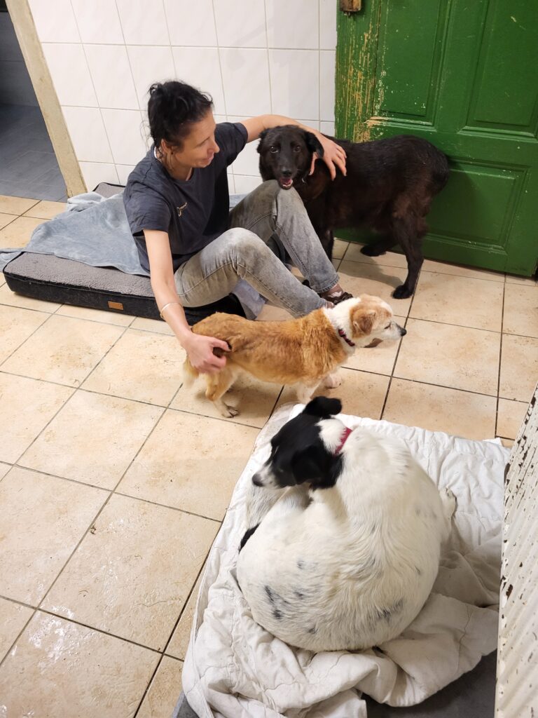Hund Xox Zuhause gesucht Tierheim Hoffnung für Tiere