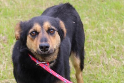 Hund Ola Aufnahmepatenschaft Tierheim Hoffnung für Tiere
