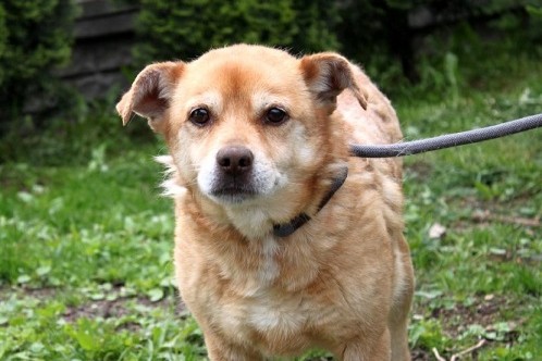 Seniorhund Aufnahmepatenschaft Tierheim Hoffnung für Tiere