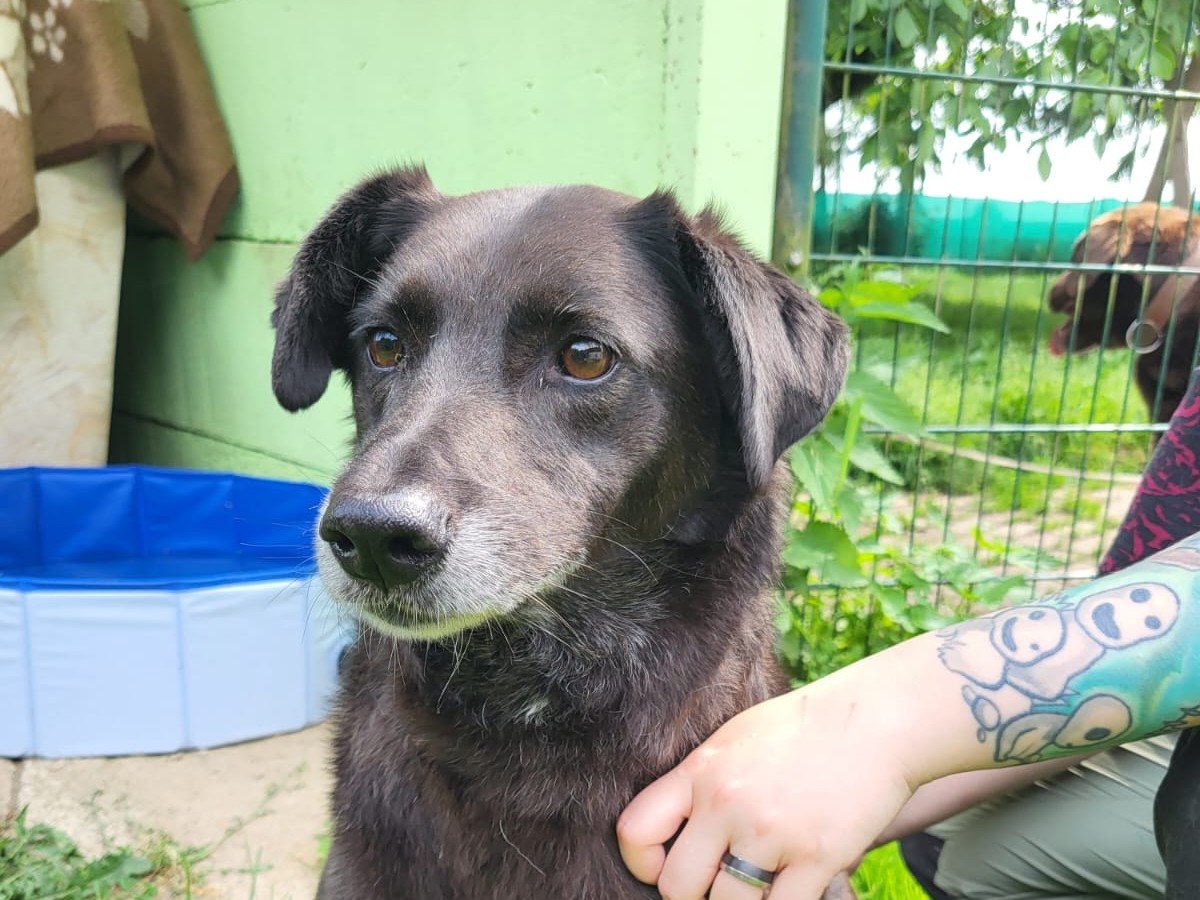 Hund Fajer Zuhause gesucht Tierheim Hoffnung für Tiere