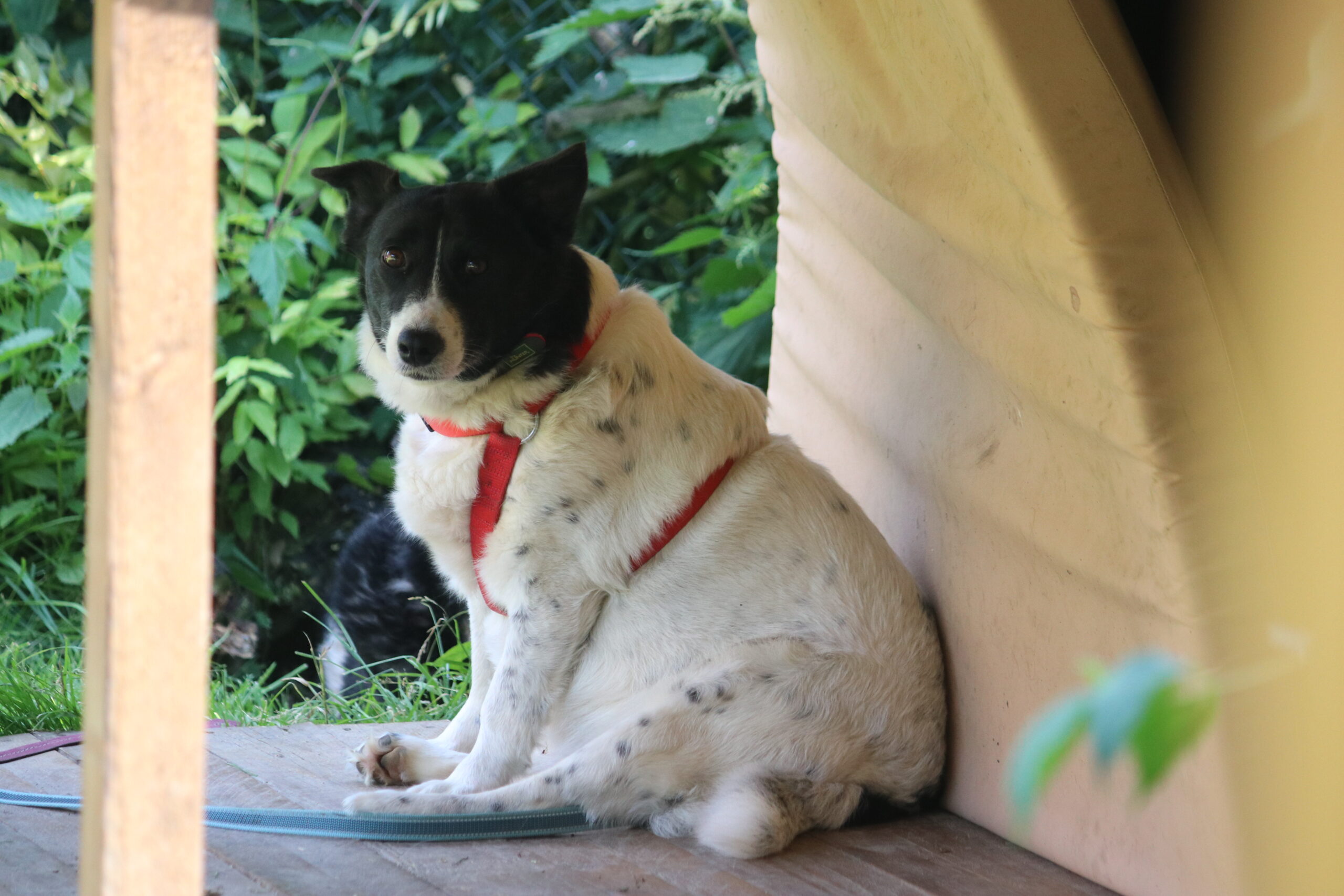 Hund Xandra Zuhause gesucht Tierheim Hoffnung für Tiere