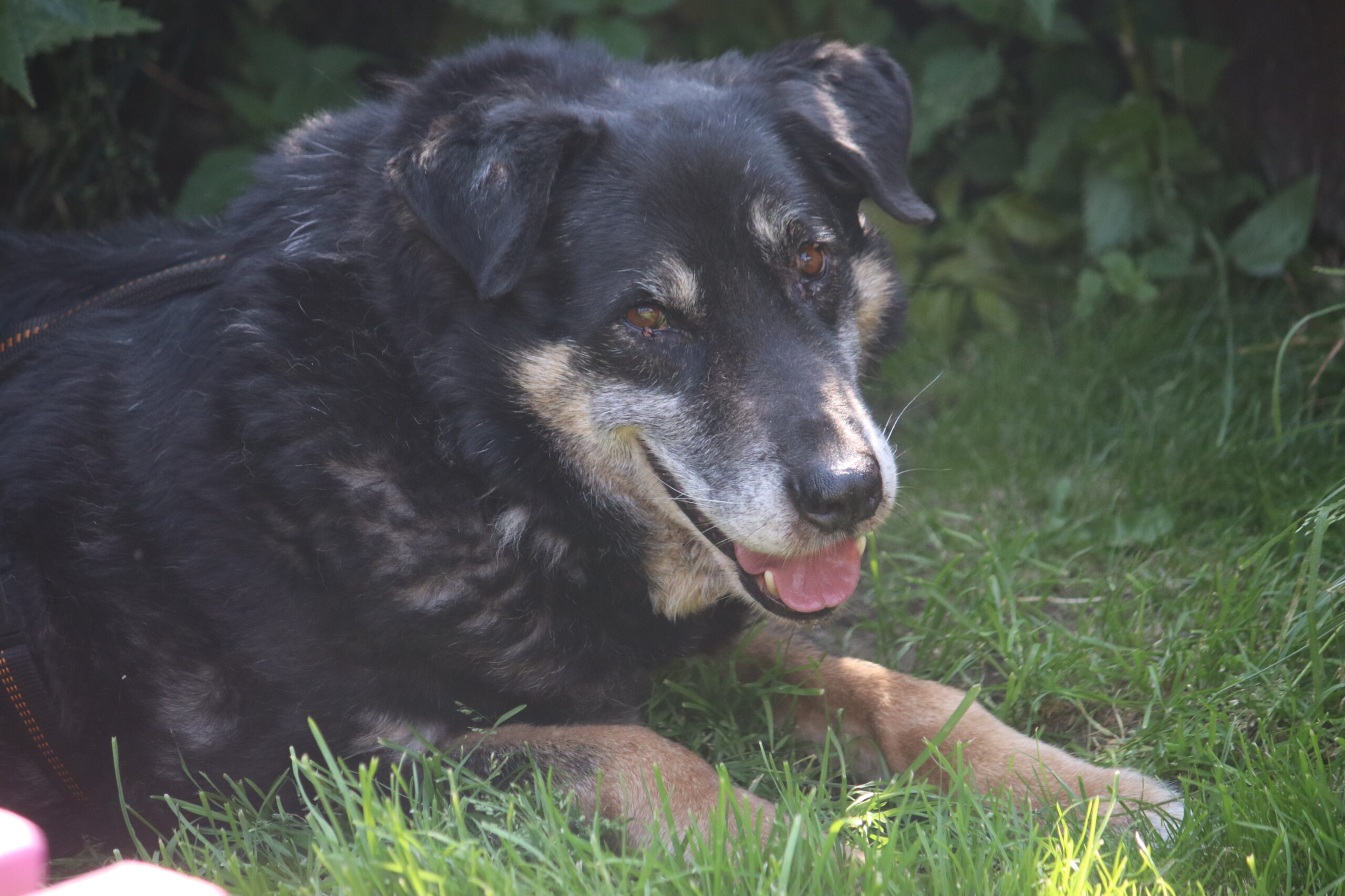 Hund Simba Zuhause gesucht Tierheim Hoffnung für Tiere