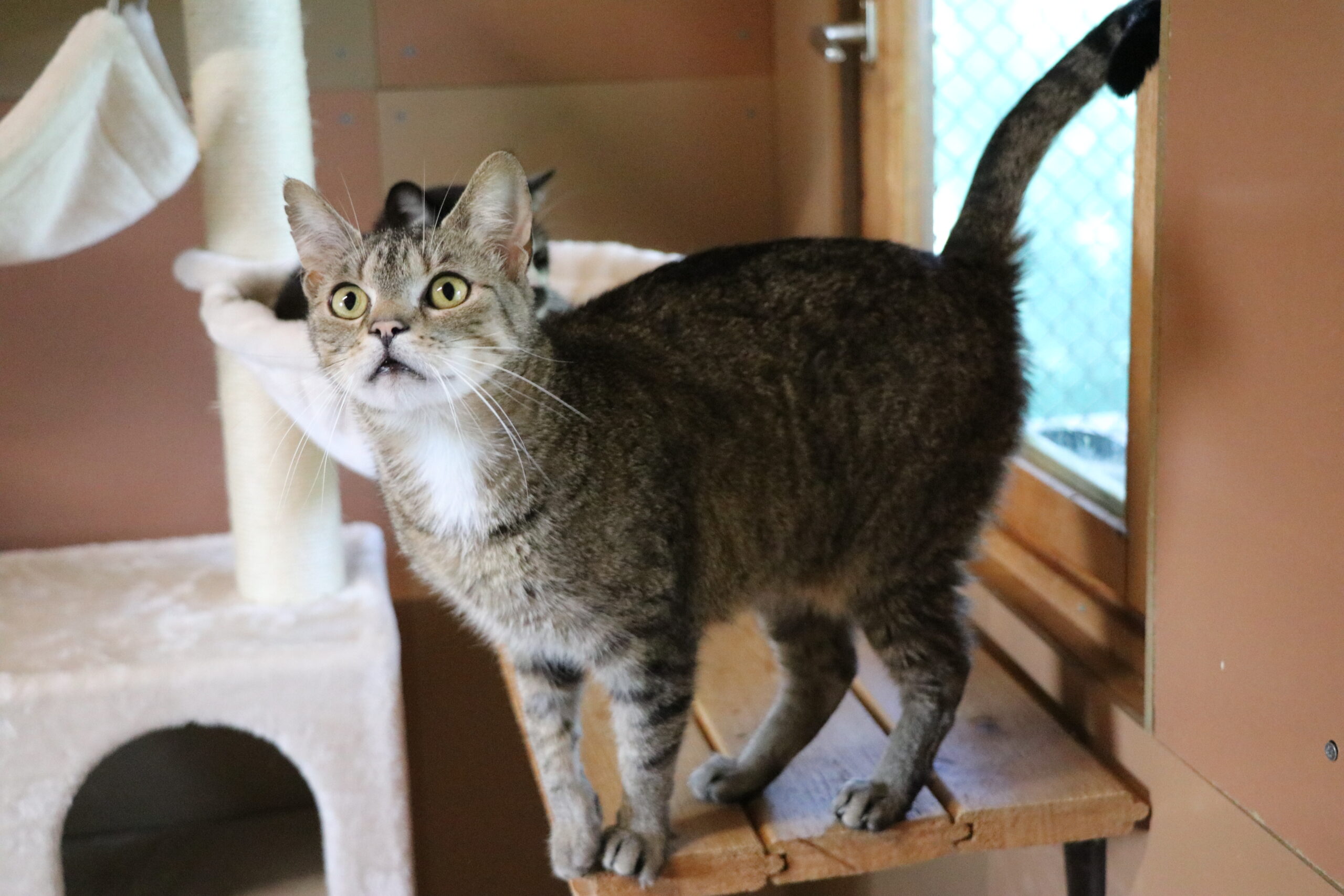 Katze Bersteinchen Zuhause gesucht Tierheim Hoffnung für Tiere