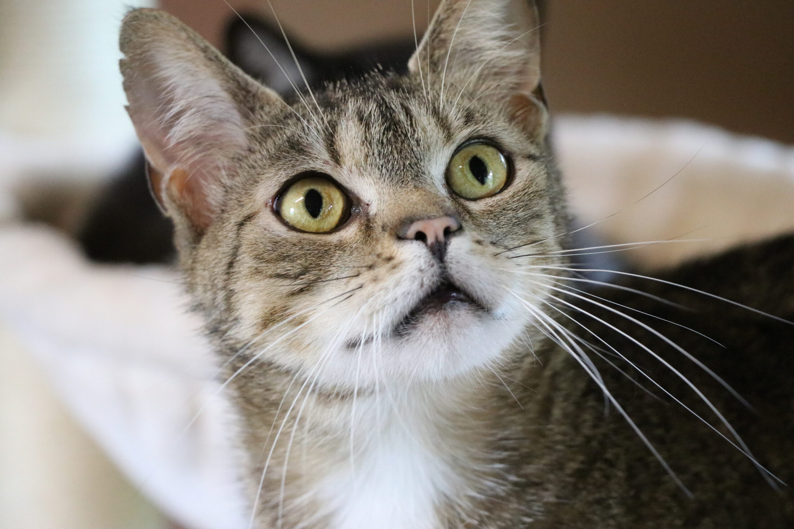 Katze Bersteinchen Zuhause gesucht Tierheim Hoffnung für Tiere