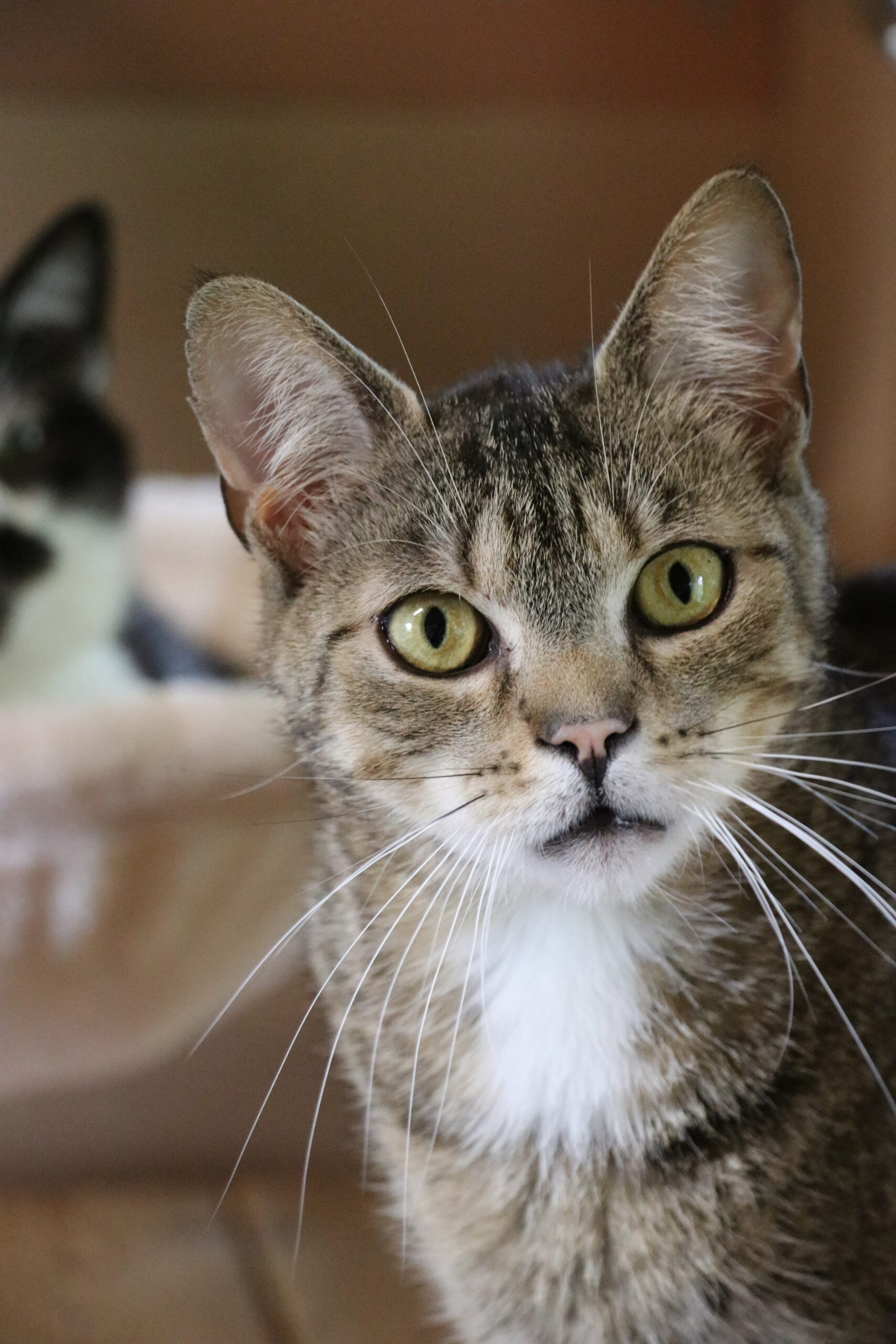 Katze Bersteinchen Zuhause gesucht Tierheim Hoffnung für Tiere