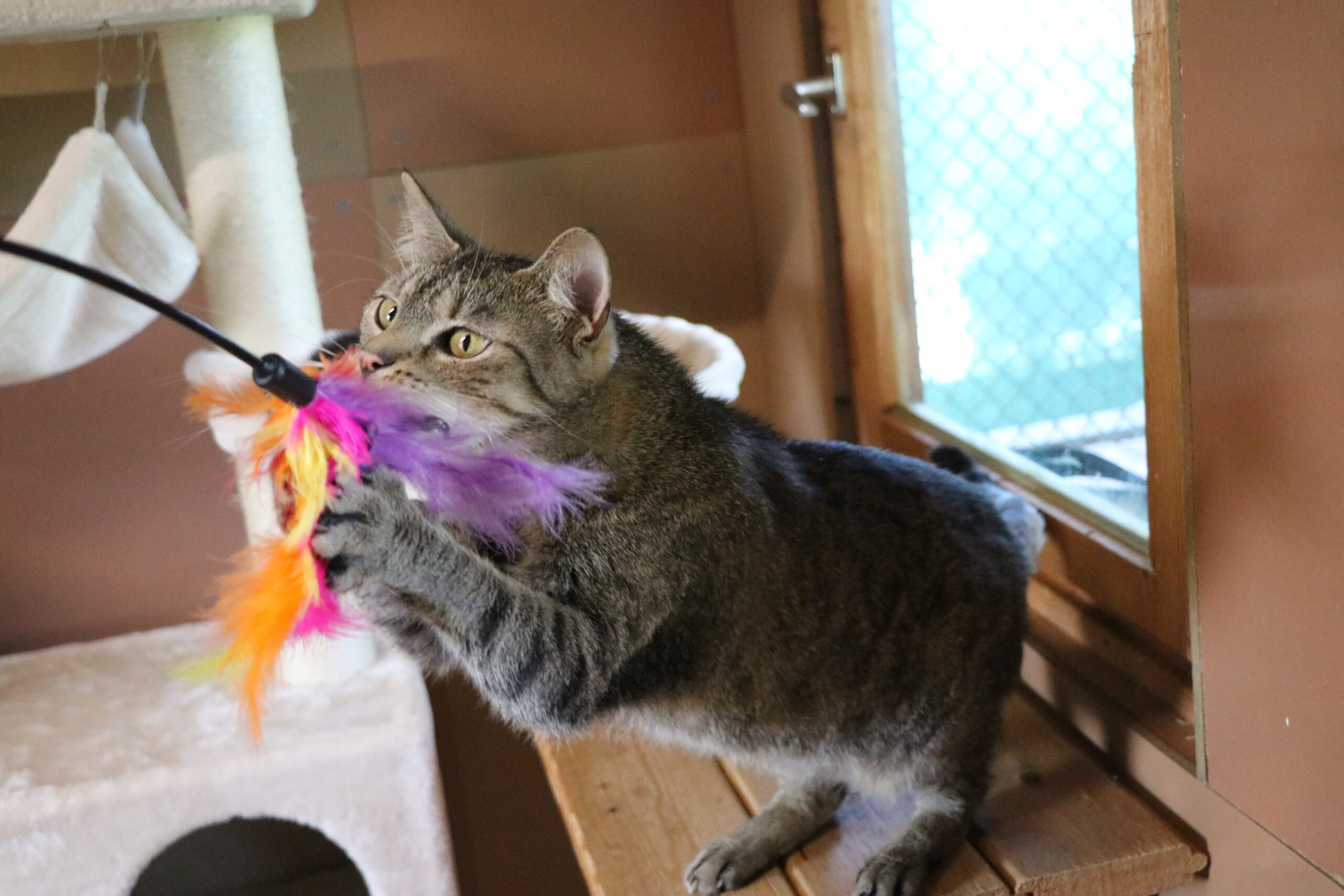 Katze Bersteinchen Zuhause gesucht Tierheim Hoffnung für Tiere