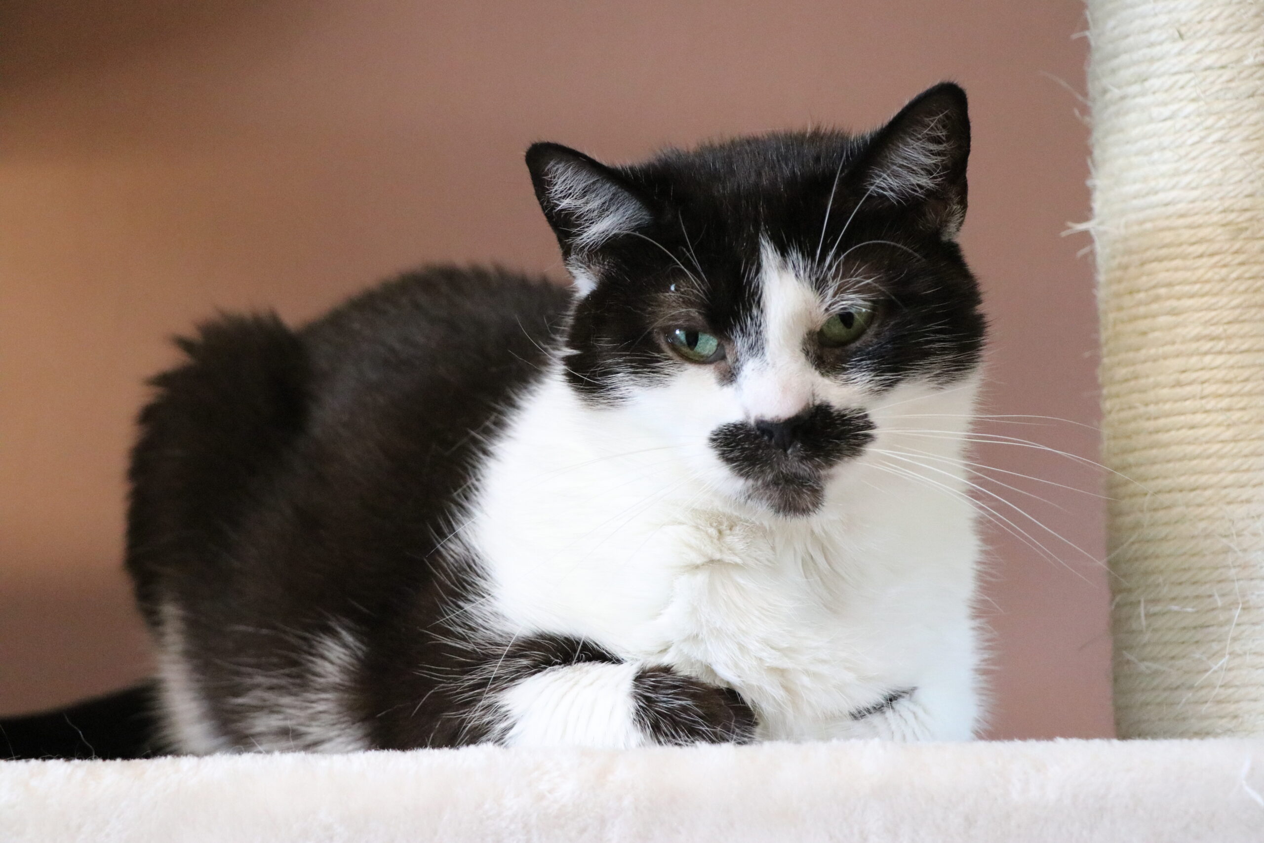 Katze Finka Zuhause gesucht Tierheim Hoffnung für Tiere