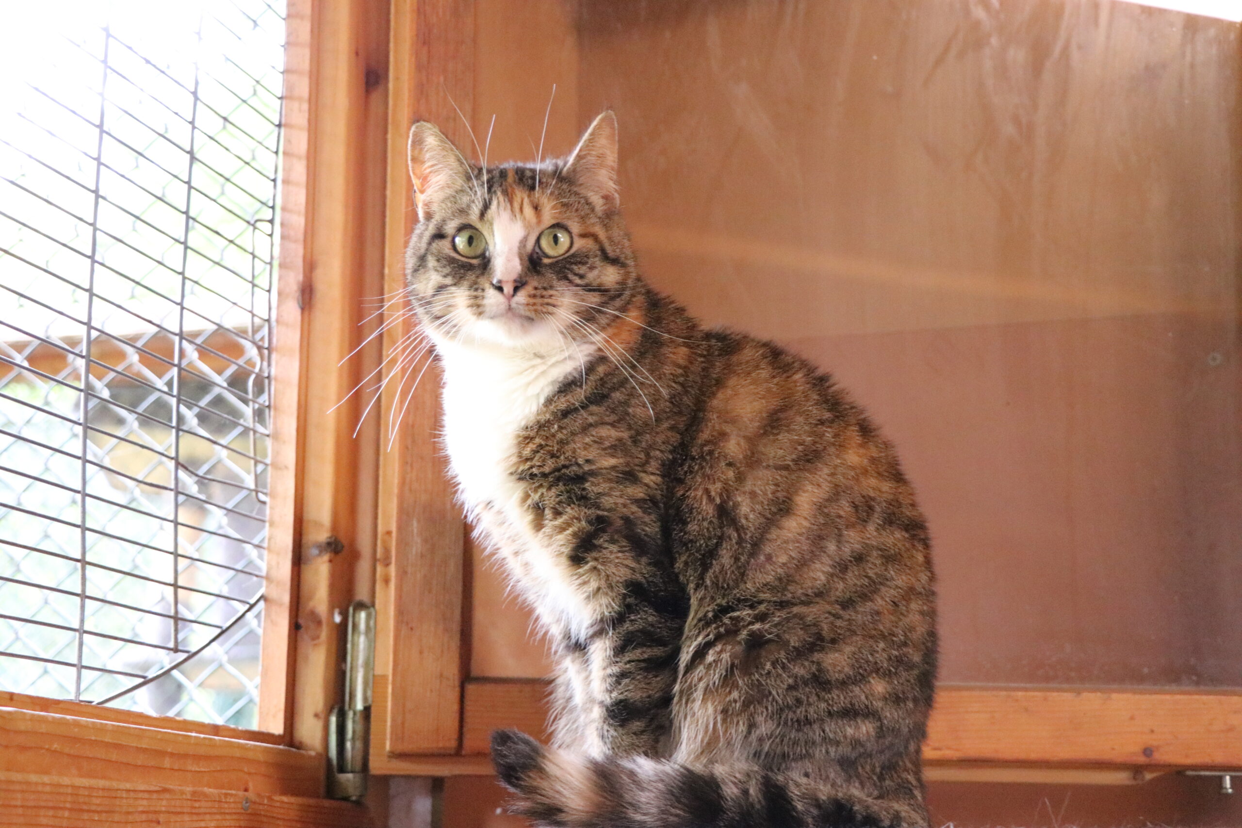Katze Nata Zuhause gesucht Tierheim Hoffnung für Tiere