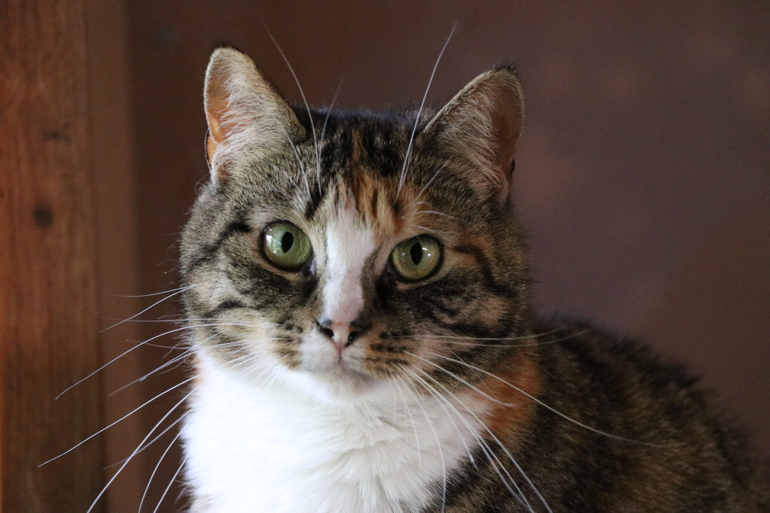 Katze Nata Zuhause gesucht Tierheim Hoffnung für Tiere