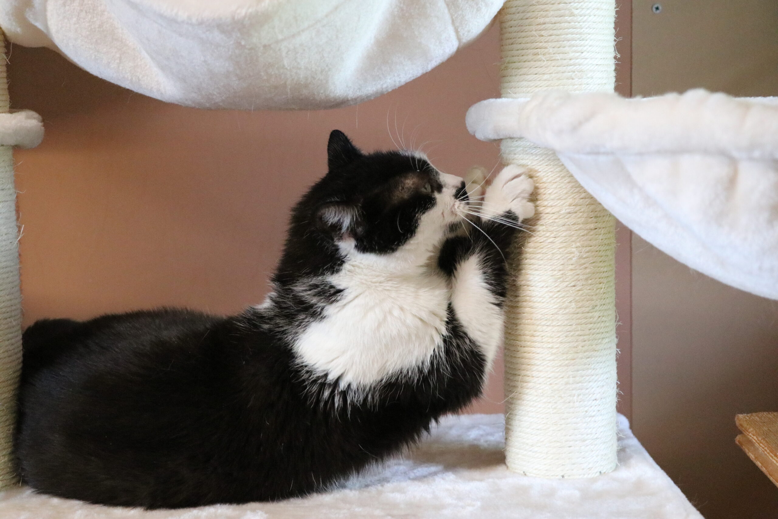 Katze Finka Zuhause gesucht Tierheim Hoffnung für Tiere