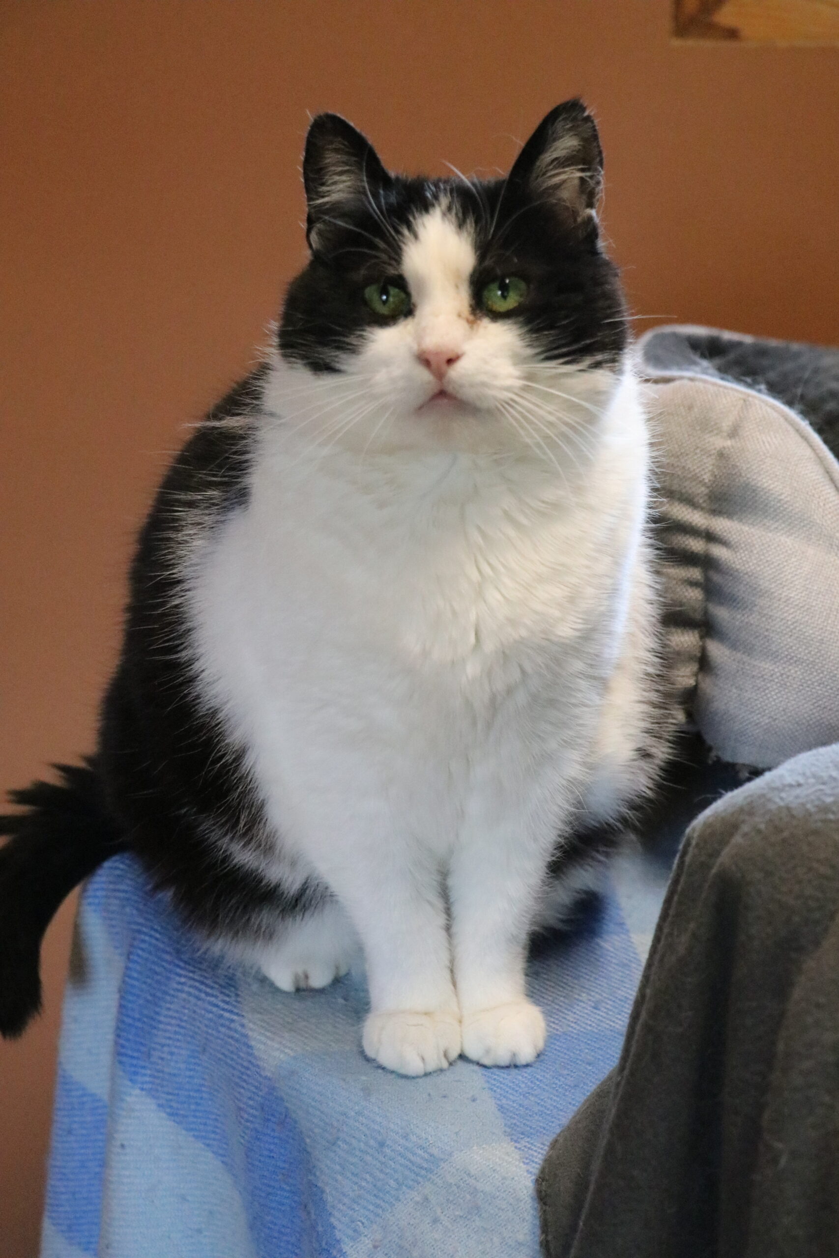 Katze Sprotte Zuhause gesucht Tierheim Hoffnung für Tiere