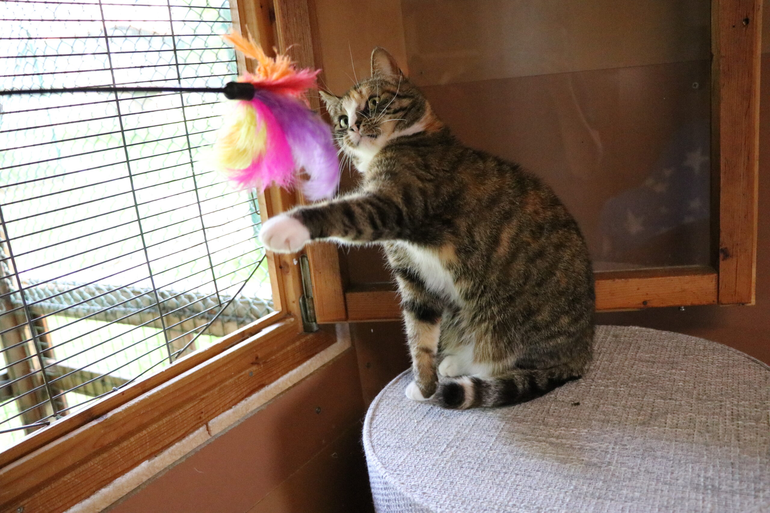 Katze Nata Zuhause gesucht Tierheim Hoffnung für Tiere