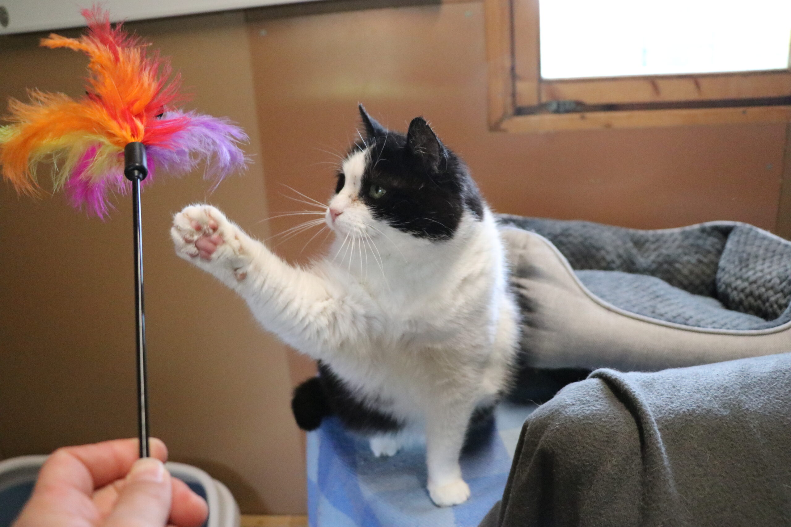 Katze Sprotte Zuhause gesucht Tierheim Hoffnung für Tiere