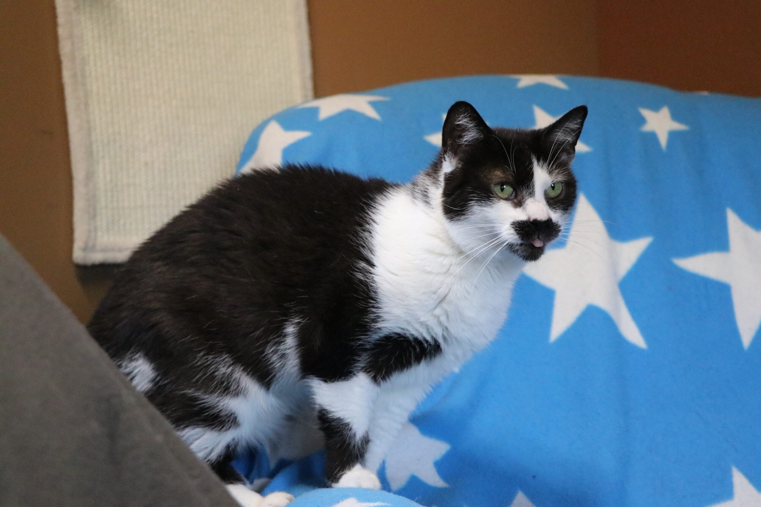 Katze Finka Zuhause gesucht Tierheim Hoffnung für Tiere