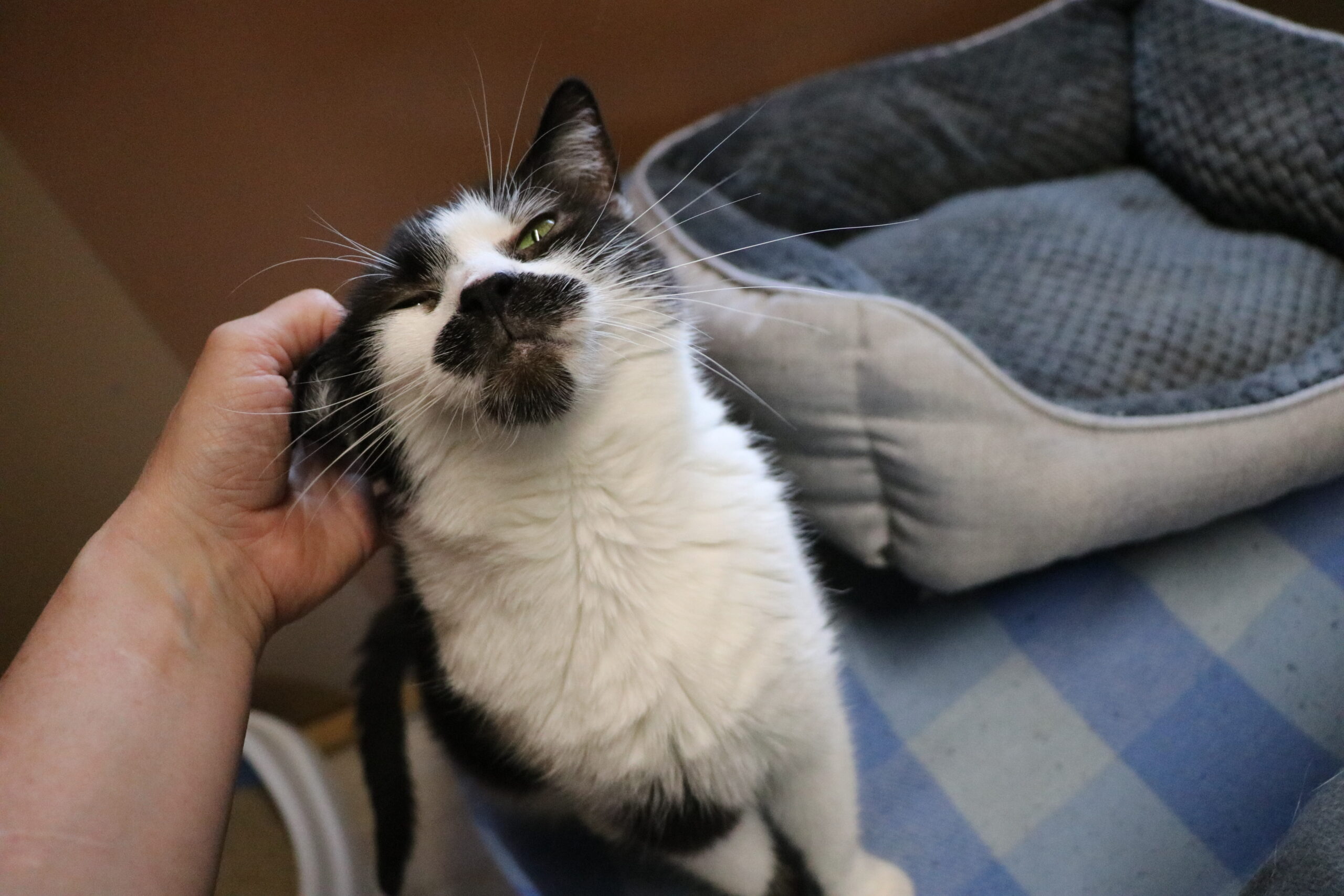 Katze Finka Zuhause gesucht Tierheim Hoffnung für Tiere
