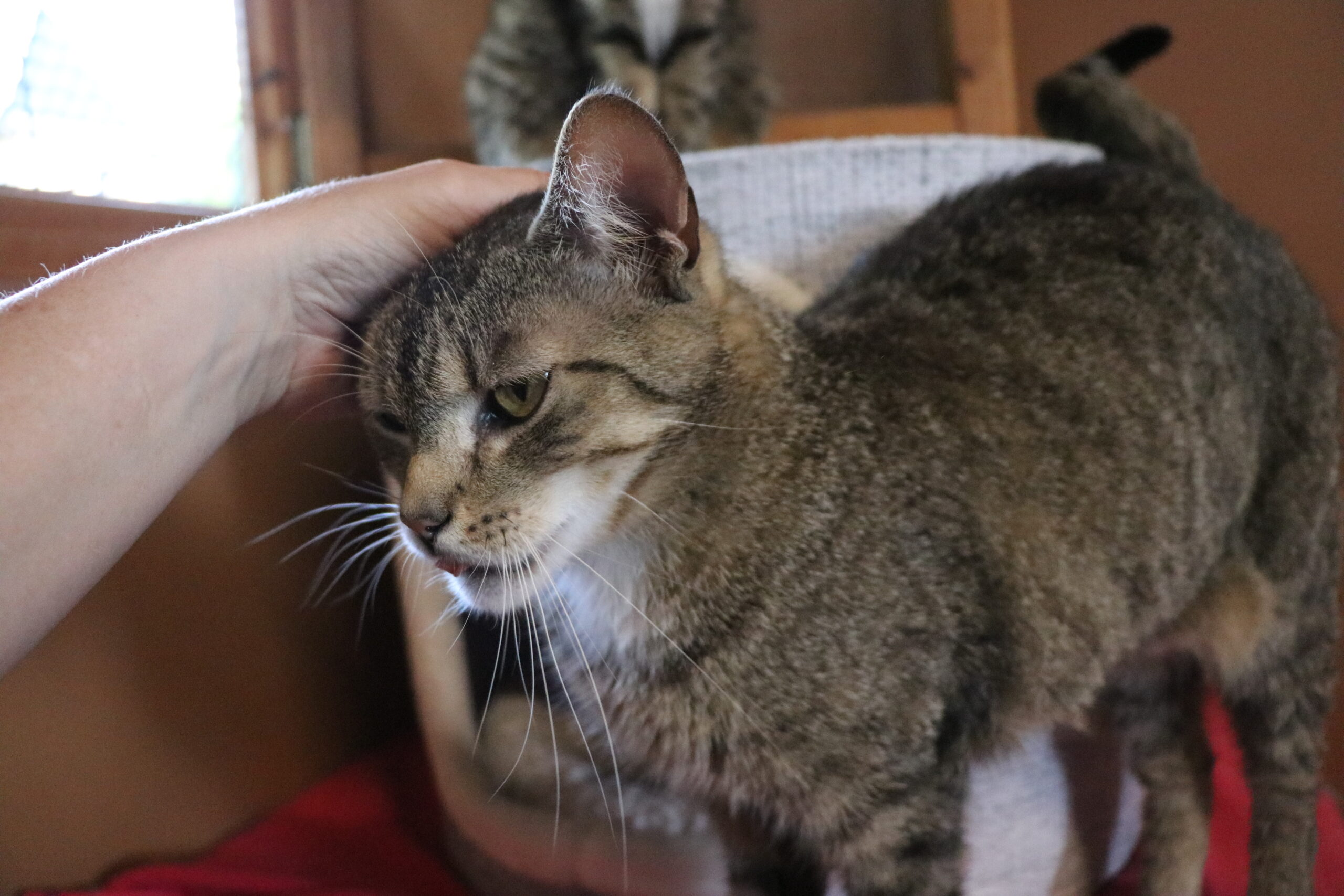 Katze Bersteinchen Zuhause gesucht Tierheim Hoffnung für Tiere
