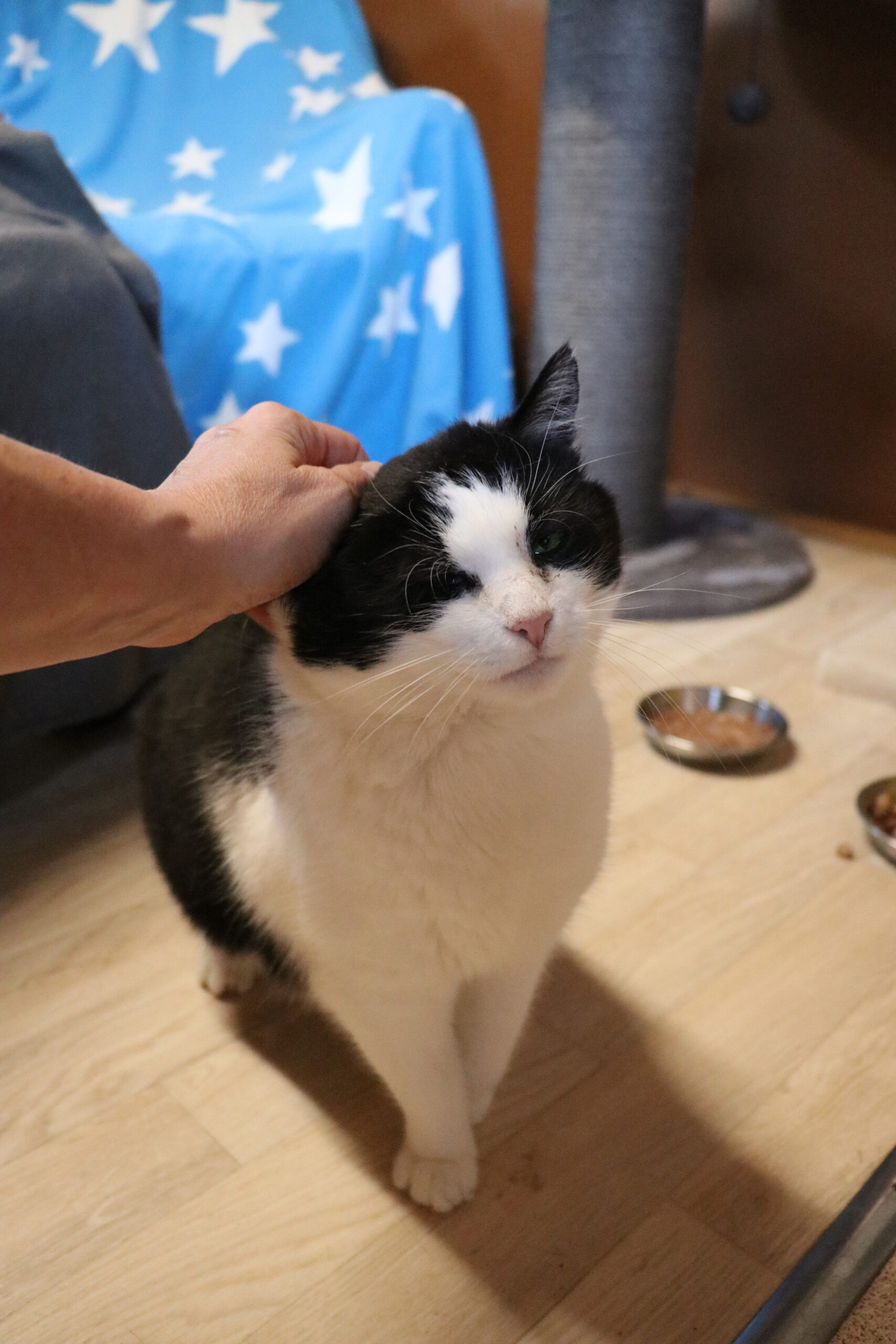 Katze Sprotte Zuhause gesucht Tierheim Hoffnung für Tiere