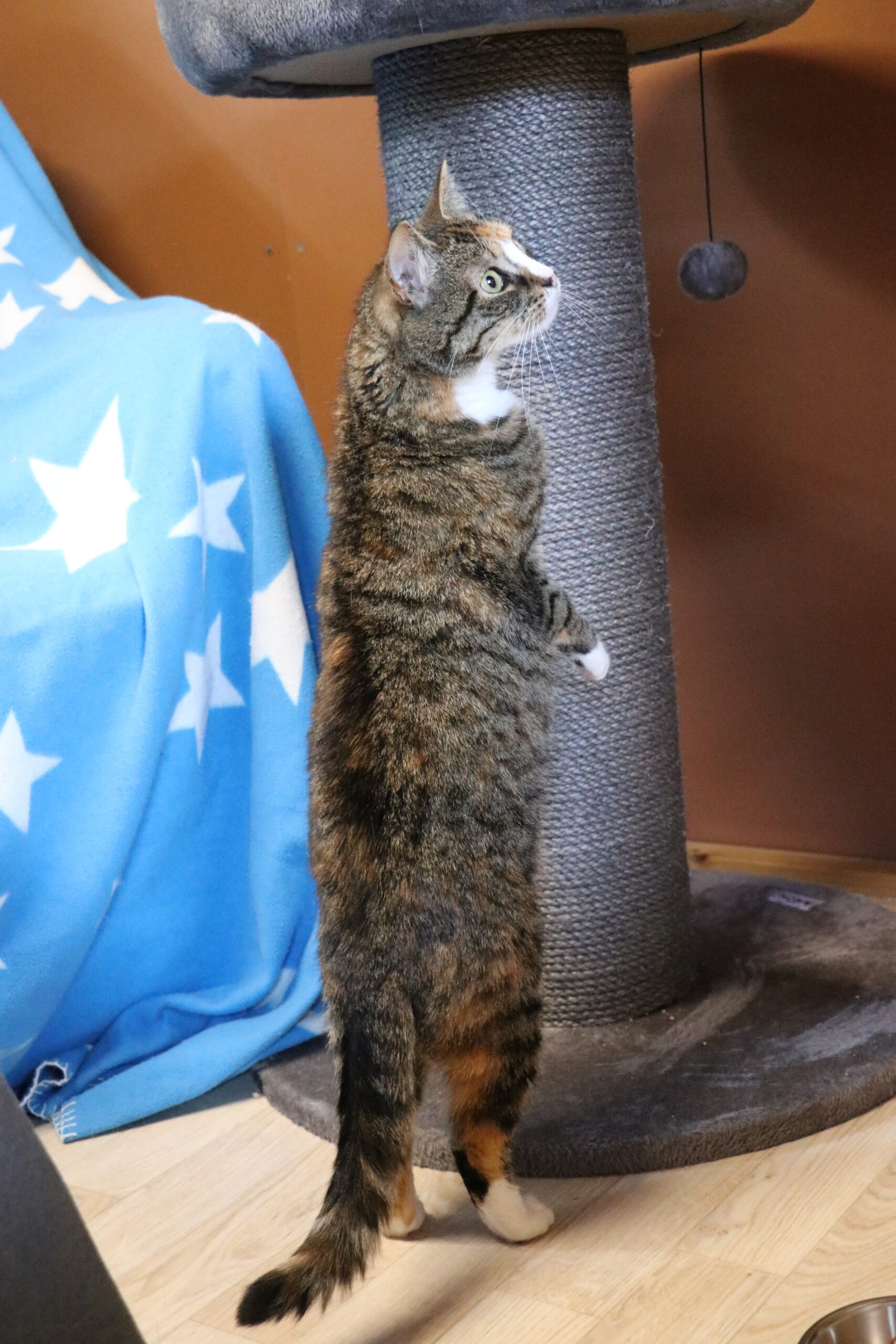 Katze Nata Zuhause gesucht Tierheim Hoffnung für Tiere