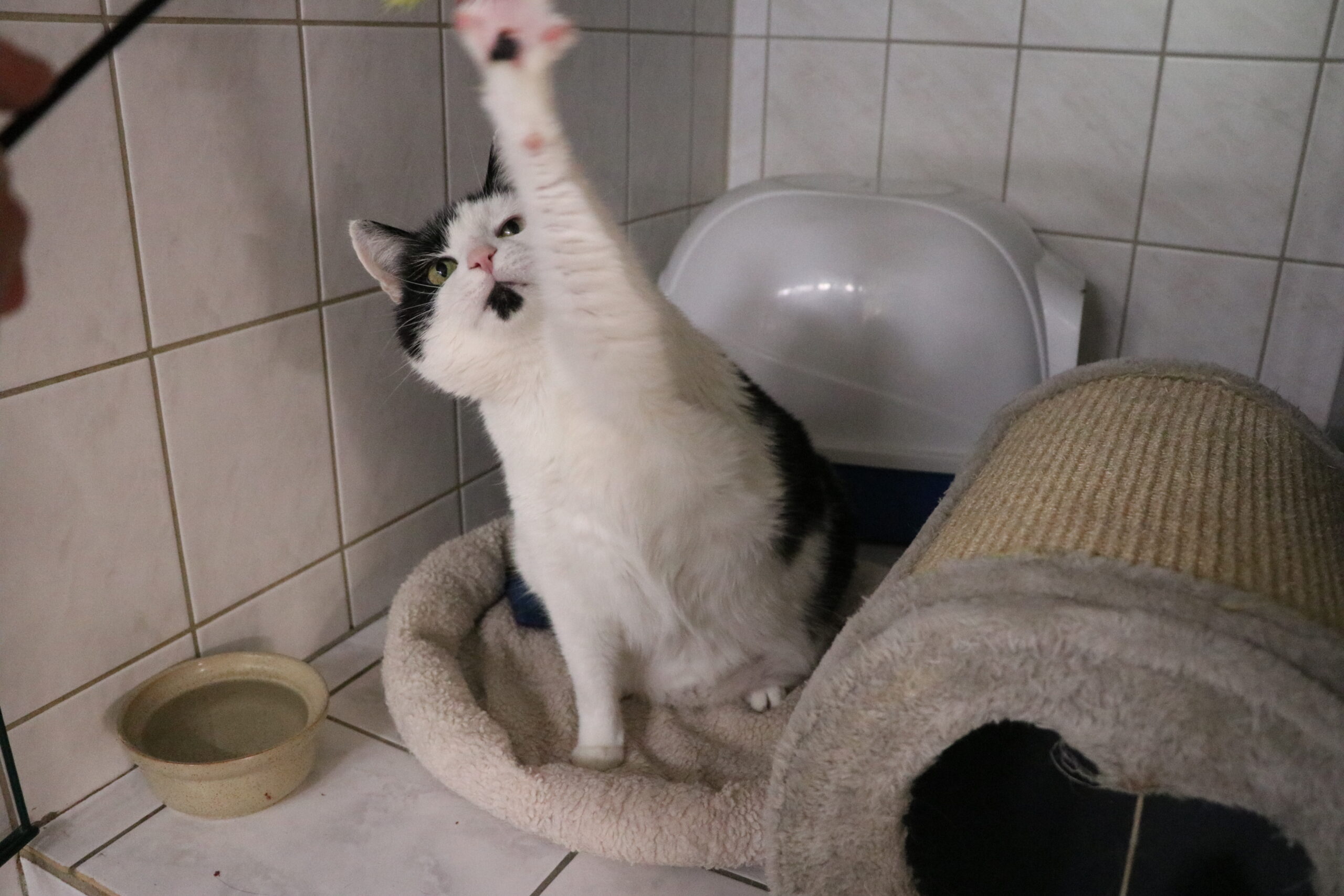 Kater Manfred Zuhause gesucht Tierheim Hoffnung für Tiere