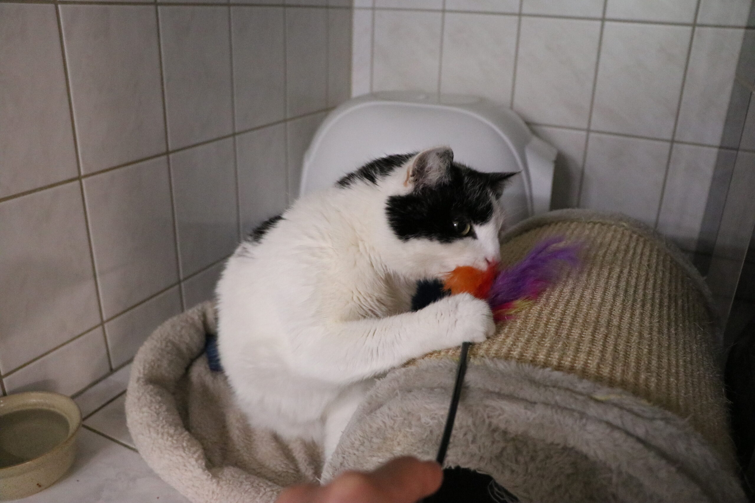 Kater Manfred Zuhause gesucht Tierheim Hoffnung für Tiere