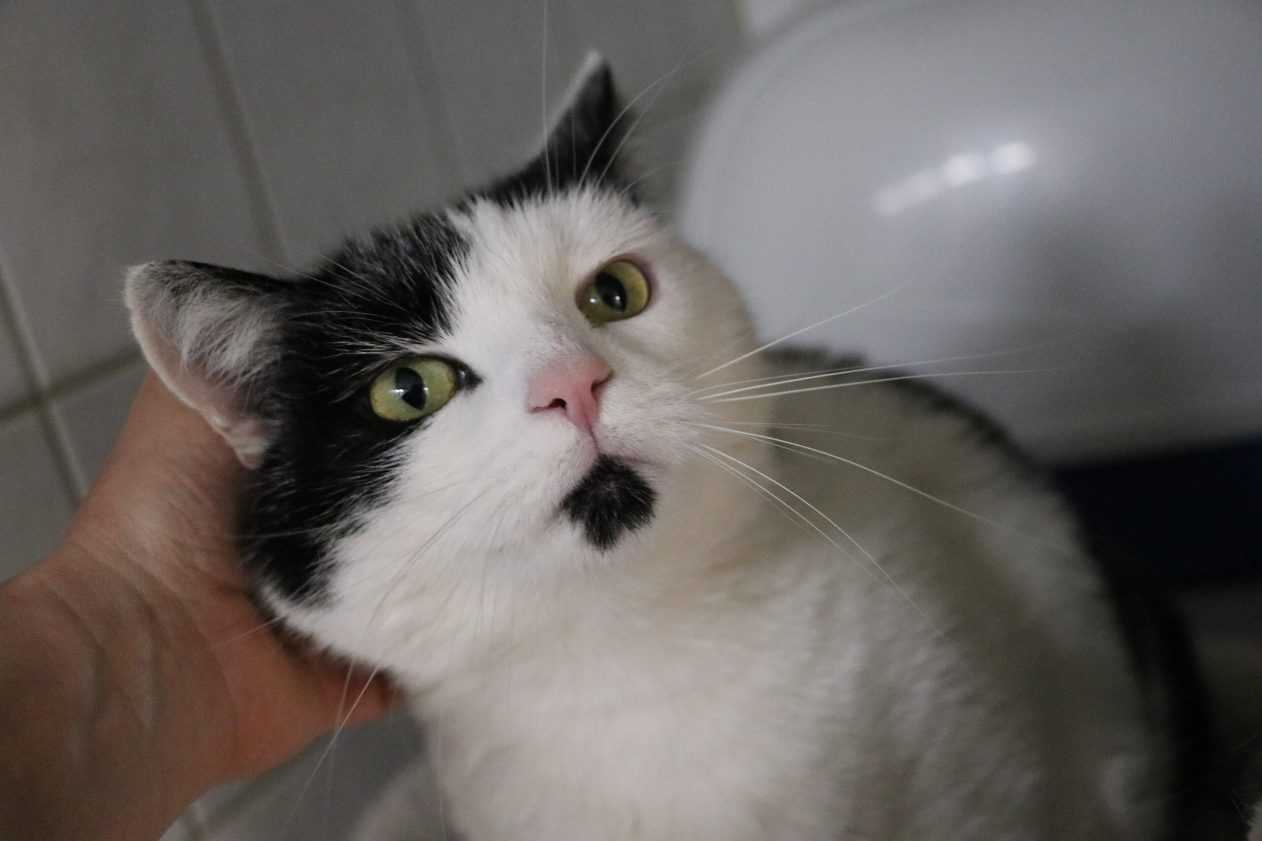 Kater Manfred Zuhause gesucht Tierheim Hoffnung für Tiere