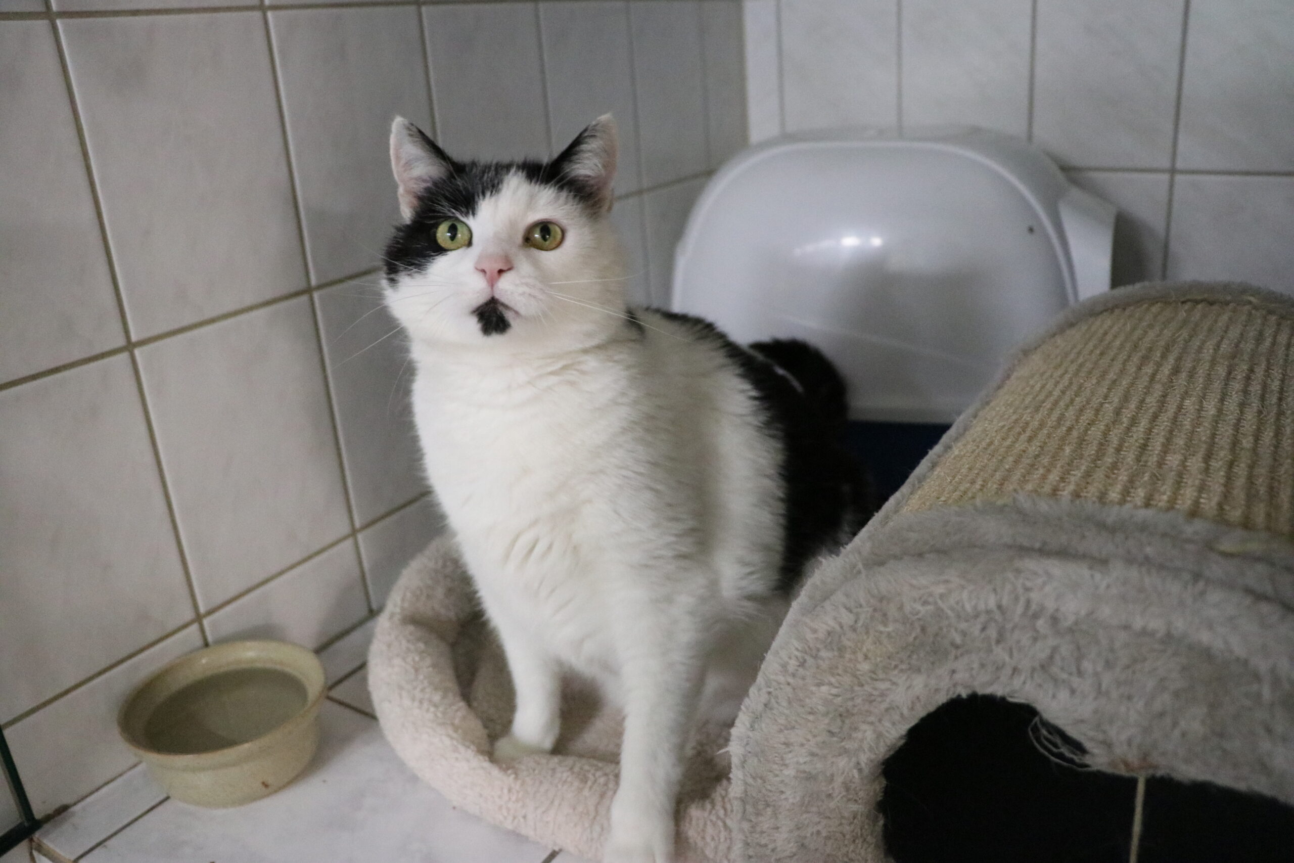 Kater Manfred Zuhause gesucht Tierheim Hoffnung für Tiere
