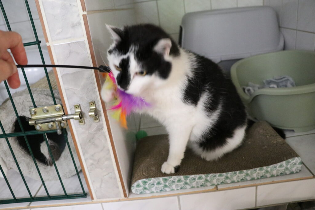 Katze Relaxo Zuhause gesucht Tierheim Hoffnung für Tiere