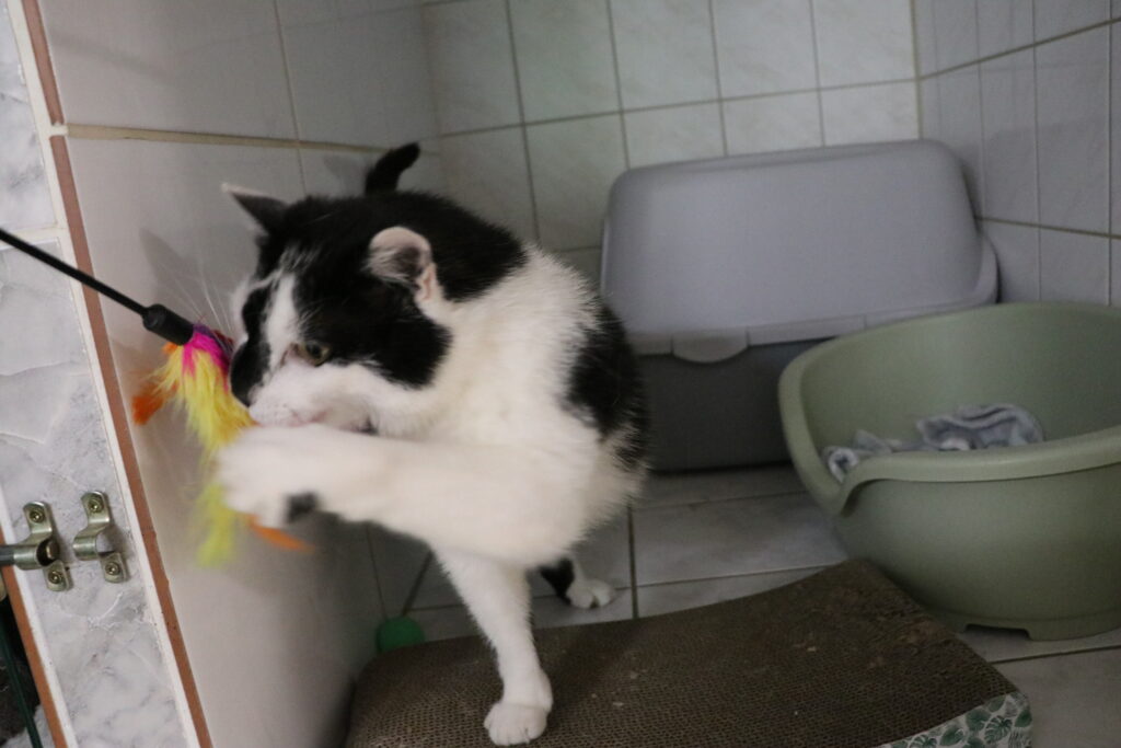 Katze Relaxo Zuhause gesucht Tierheim Hoffnung für Tiere