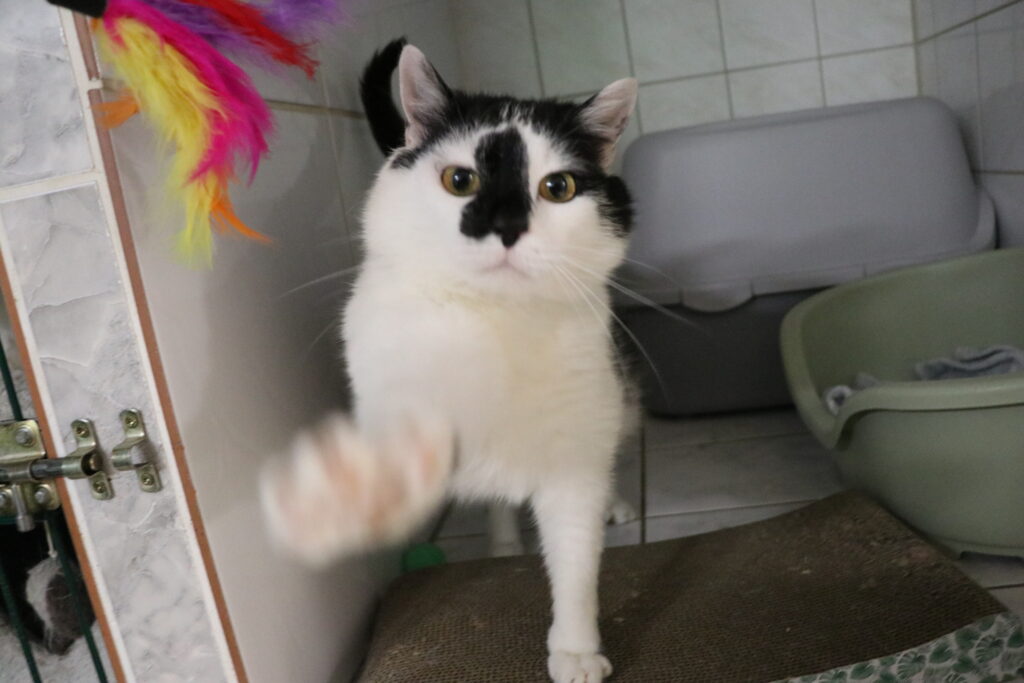 Katze Relaxo Zuhause gesucht Tierheim Hoffnung für Tiere
