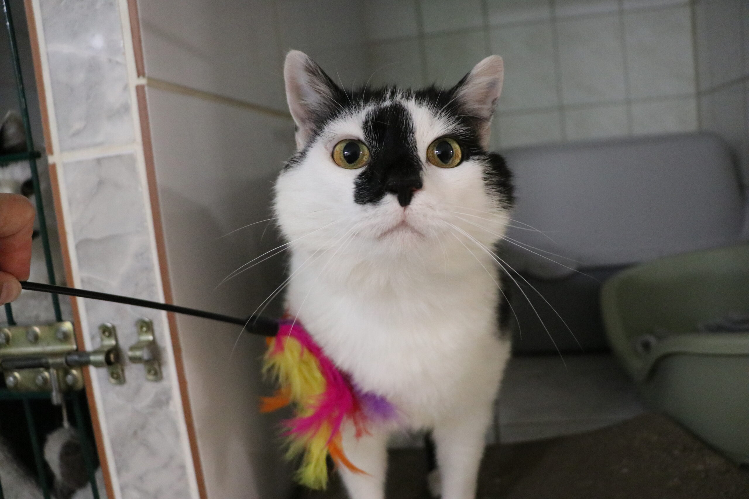 Katze Relaxo Zuhause gesucht Tierheim Hoffnung für Tiere