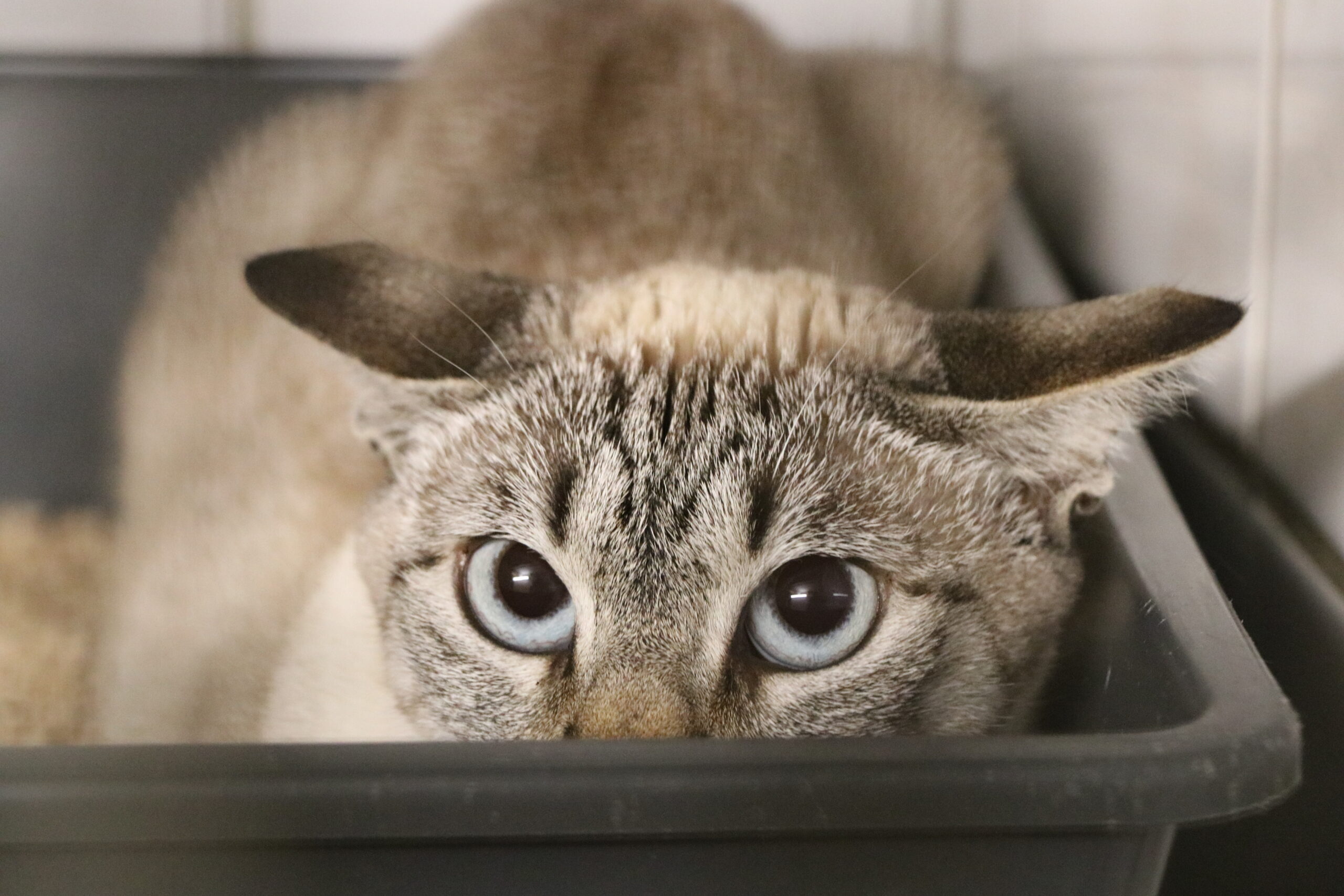 Katze Andorra Zuhause gesucht Tierheim Hoffnung für Tiere