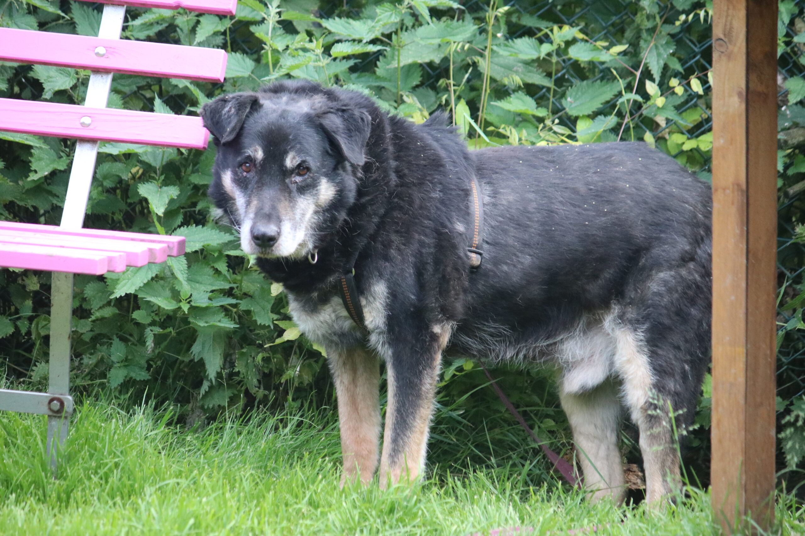Hund Simba Zuhause gesucht Tierheim Hoffnung für Tiere