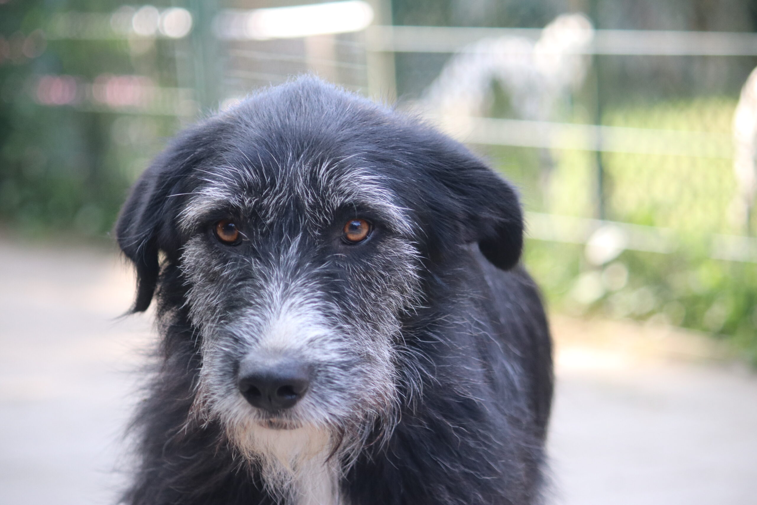 Hund Xandra Zuhause gesucht Tierheim Hoffnung für Tiere