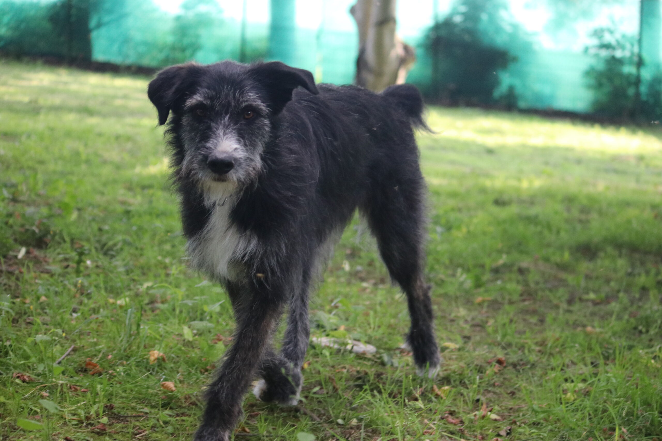 Hund Xandra Zuhause gesucht Tierheim Hoffnung für Tiere